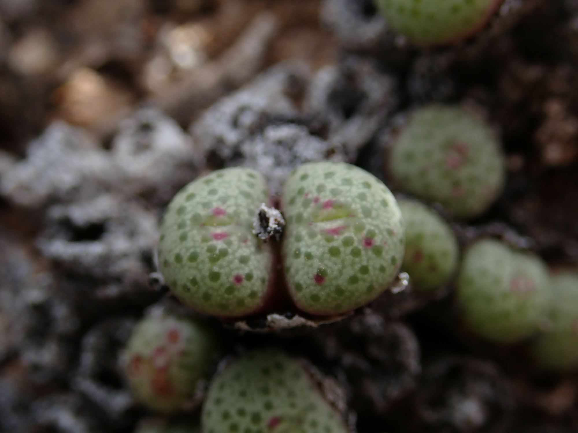 Image of Conophytum sp.