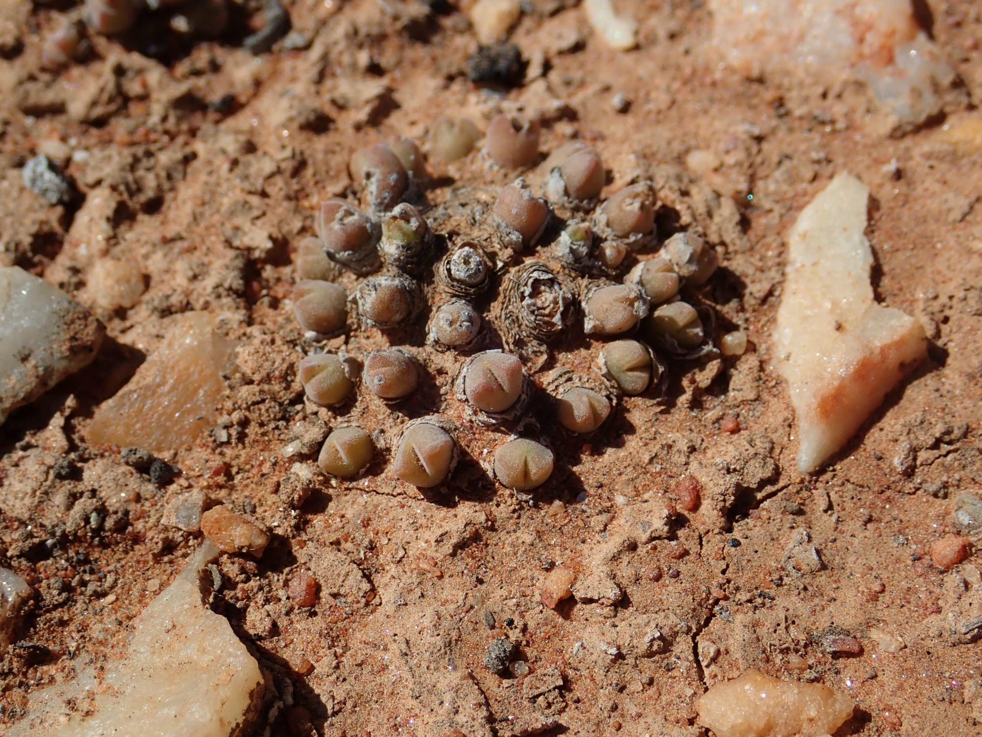 Image of Conophytum hians