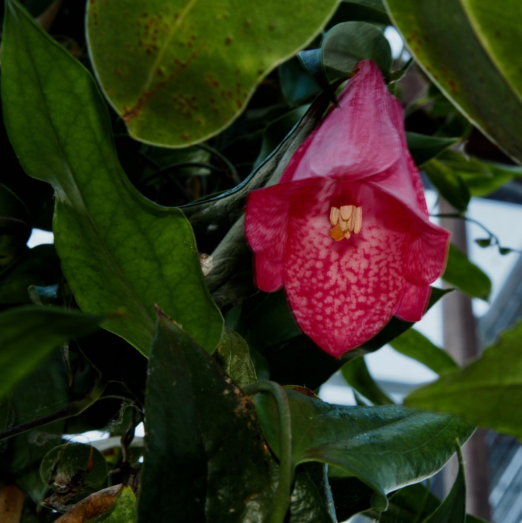Image of Lapageria rosea
