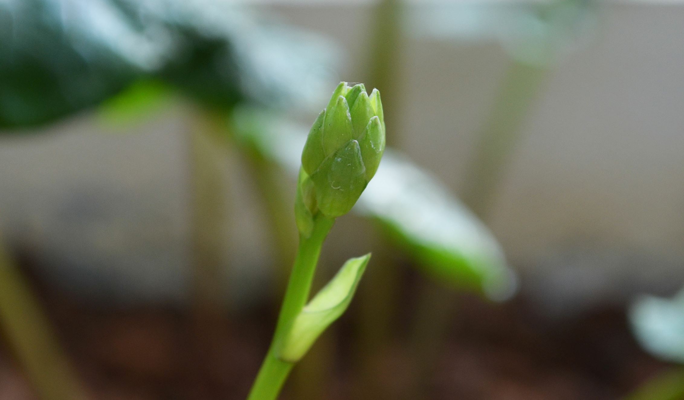 Image of Hosta 'Green With Envy'