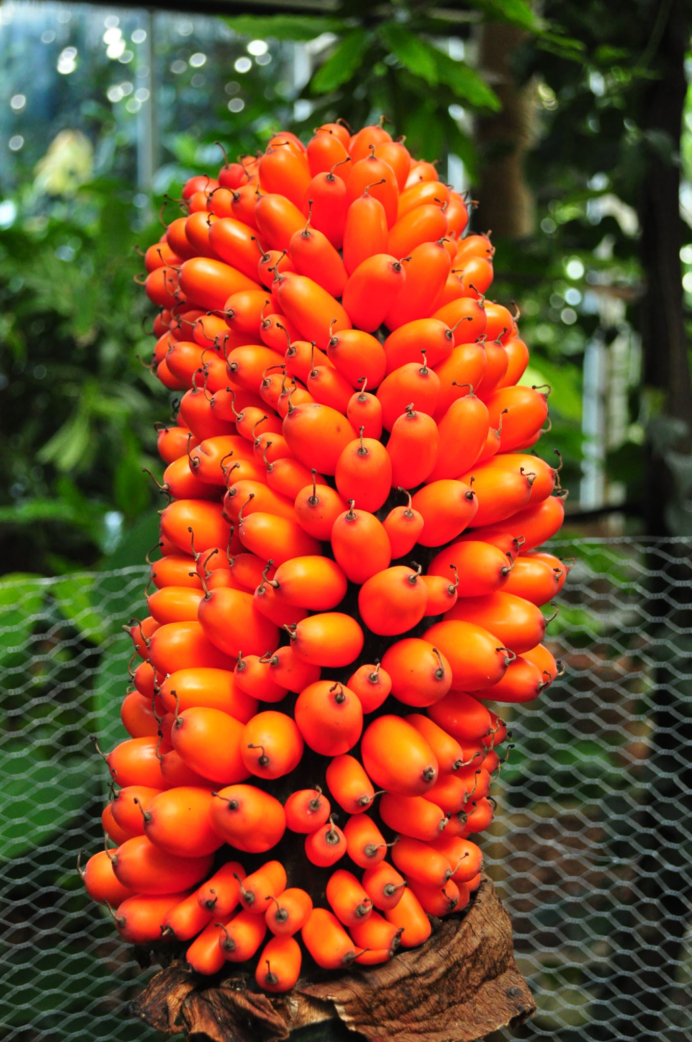 Image of Amorphophallus titanum