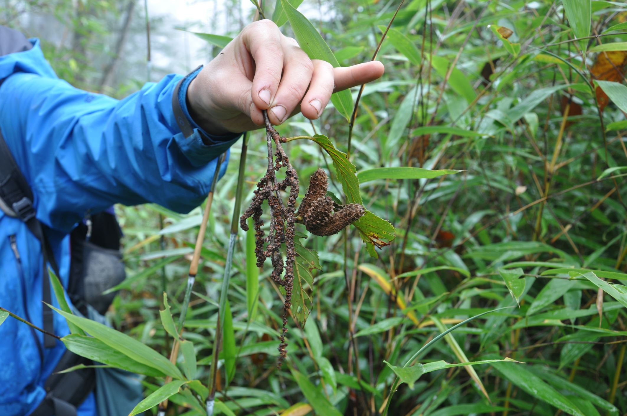 Image of Betula kweichowensis subsp. fansipanensis