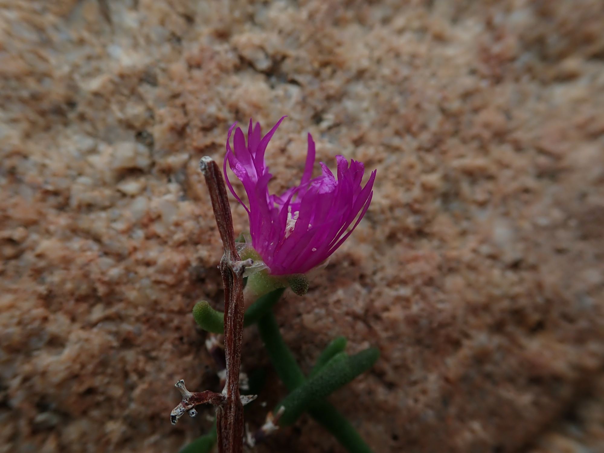 Image of Drosanthemum inornatum