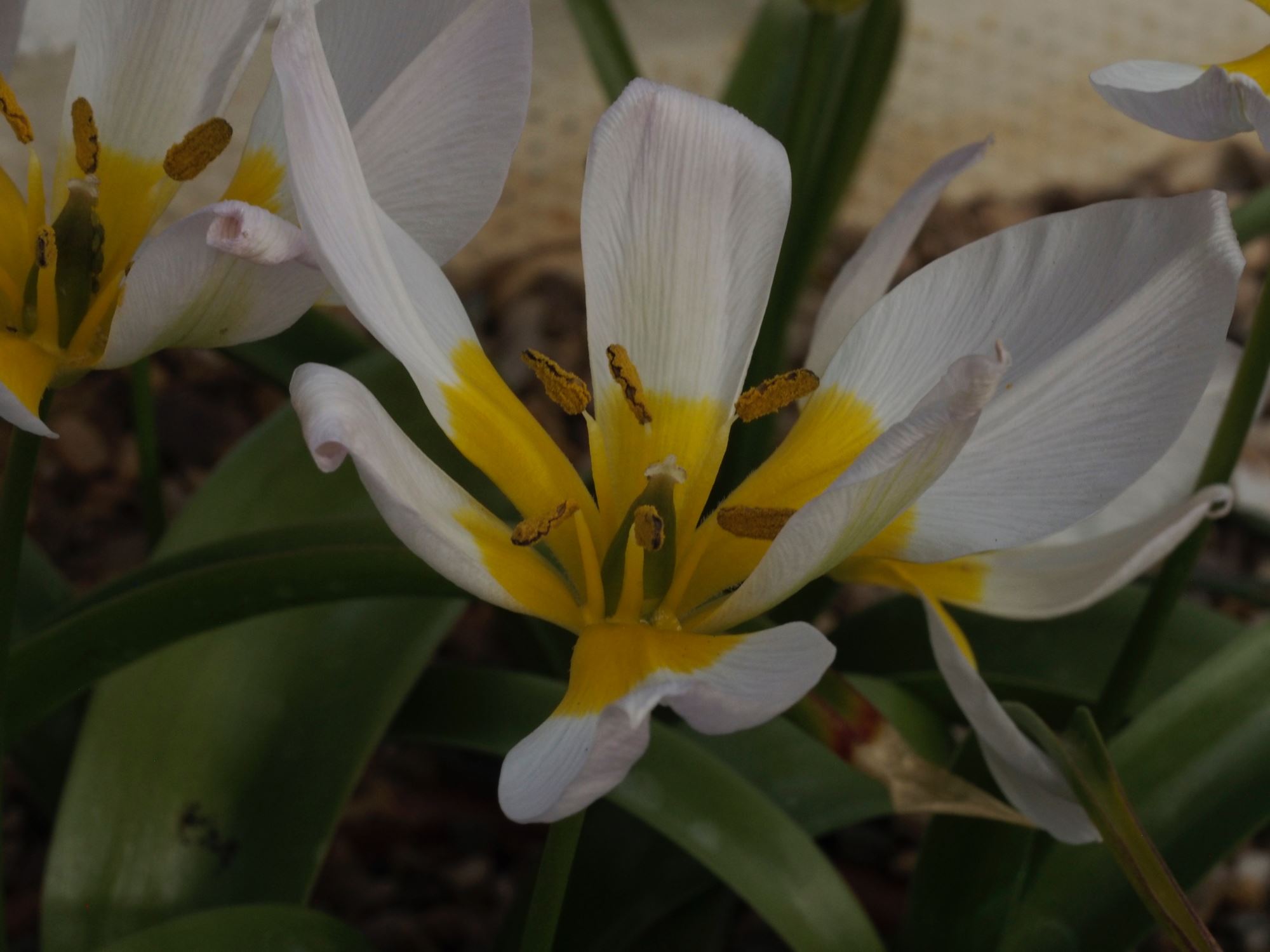 Image of Tulipa saxatilis