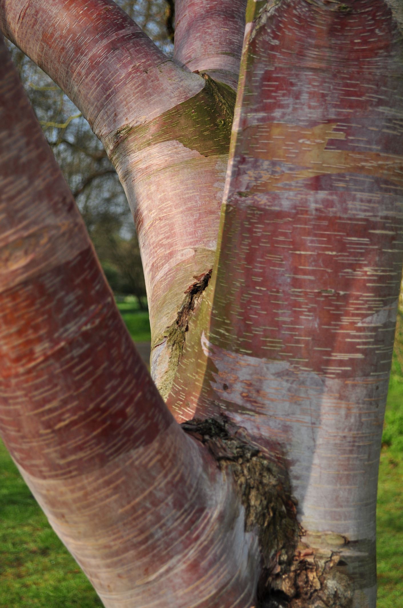 Image of Betula utilis subsp. albosinensis