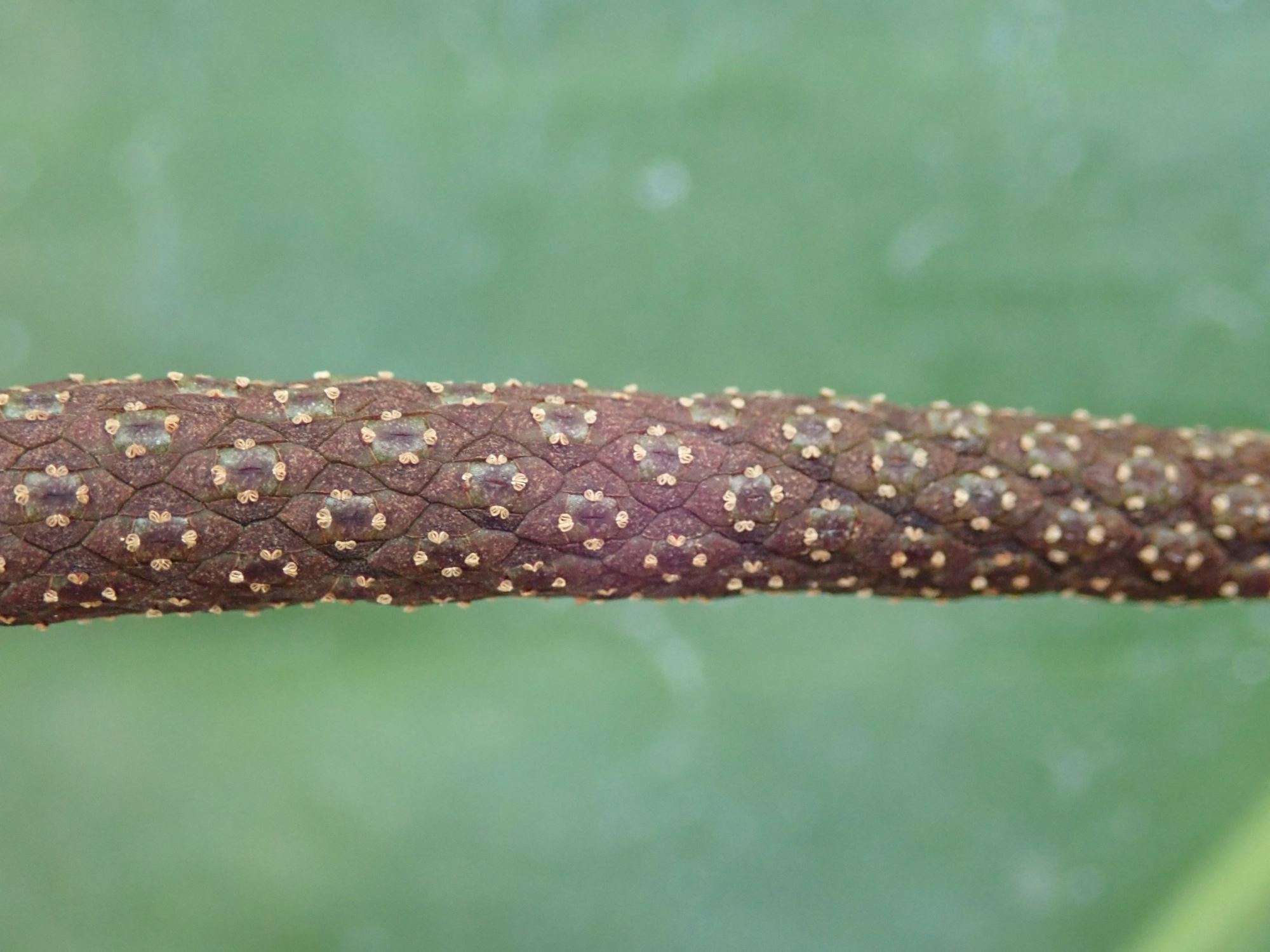 Image of Anthurium verapazense