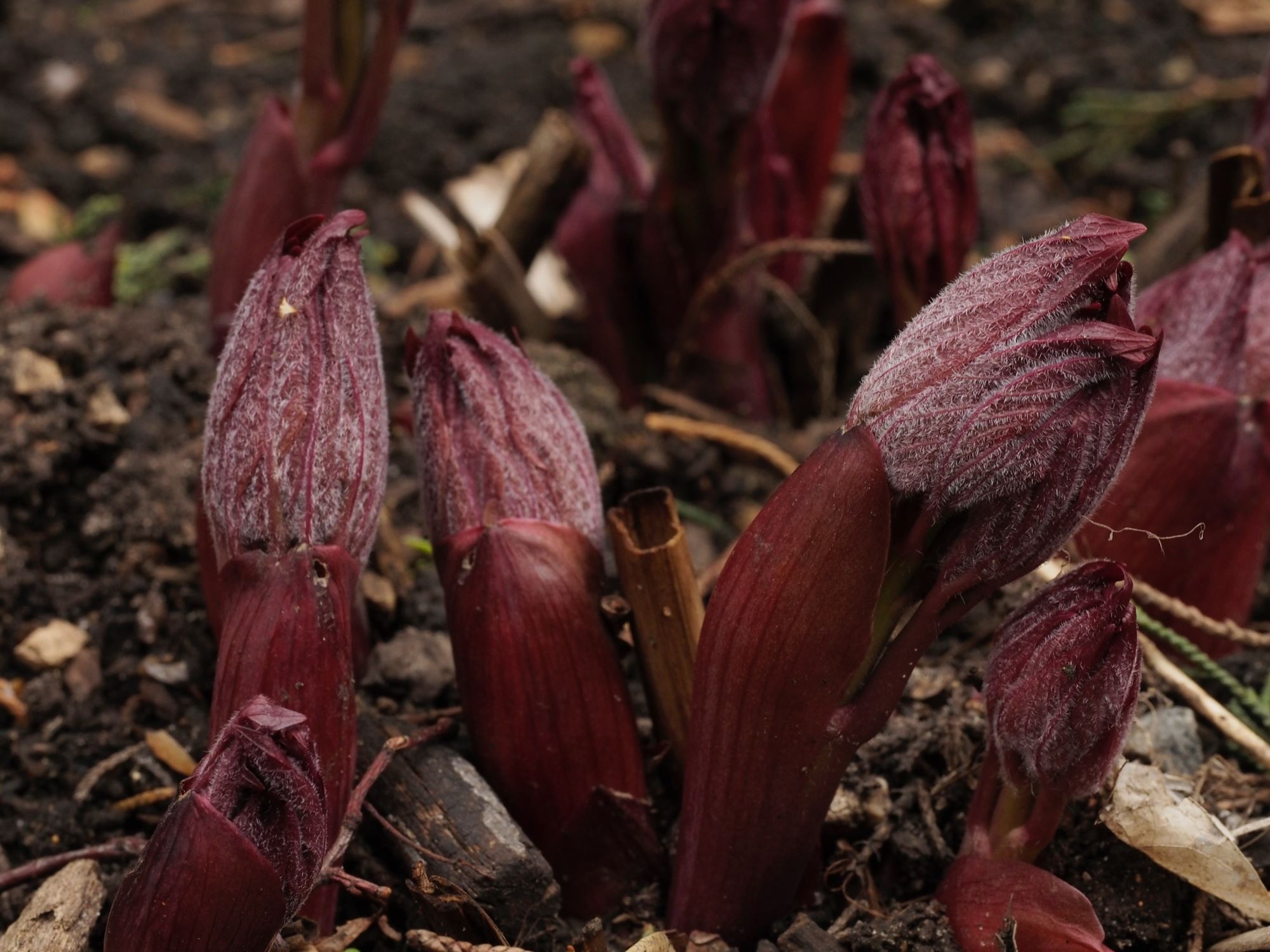 Image of Paeonia wittmanniana 'Mai Fleuri'