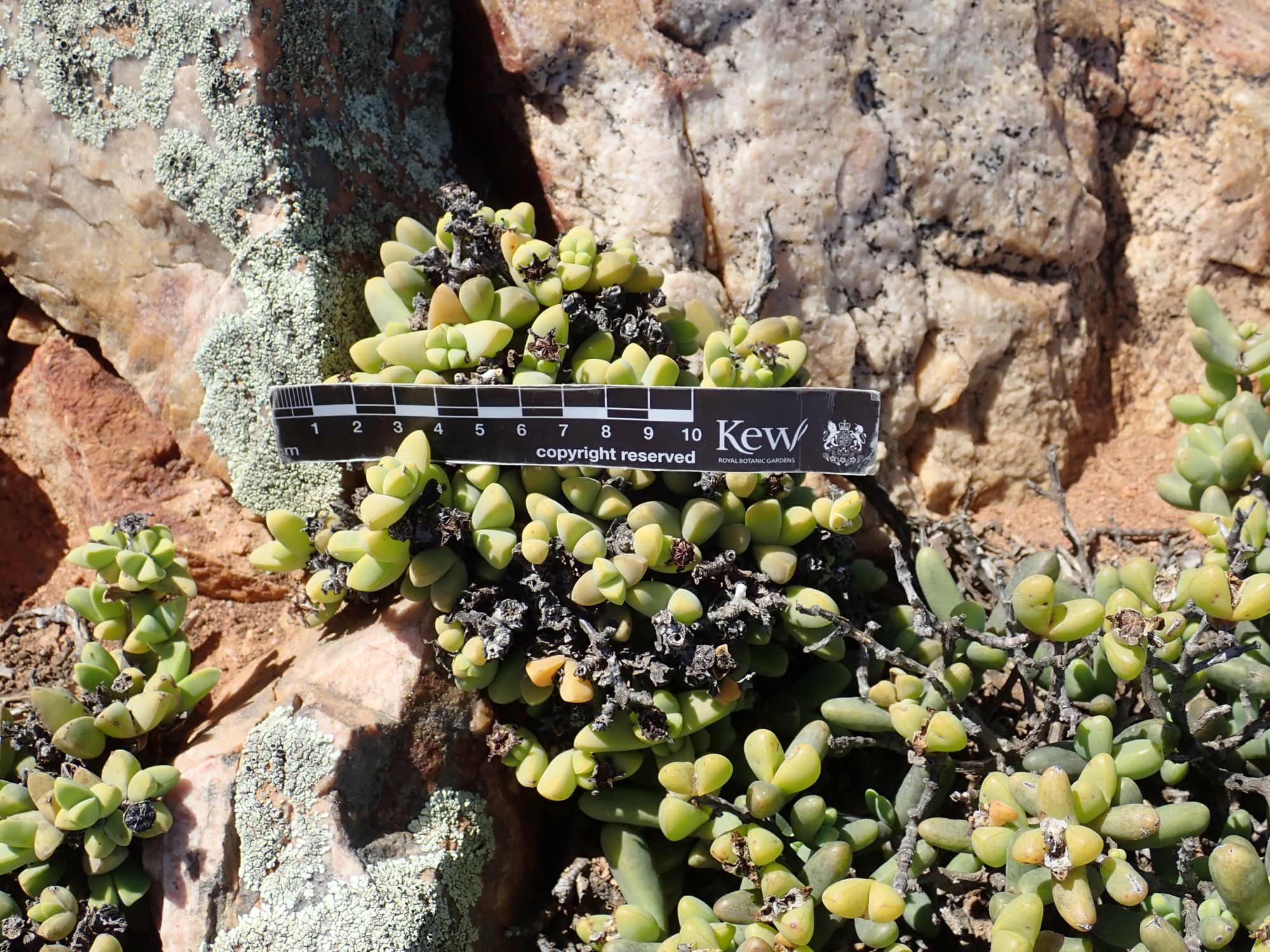 Image of Antimima sp.