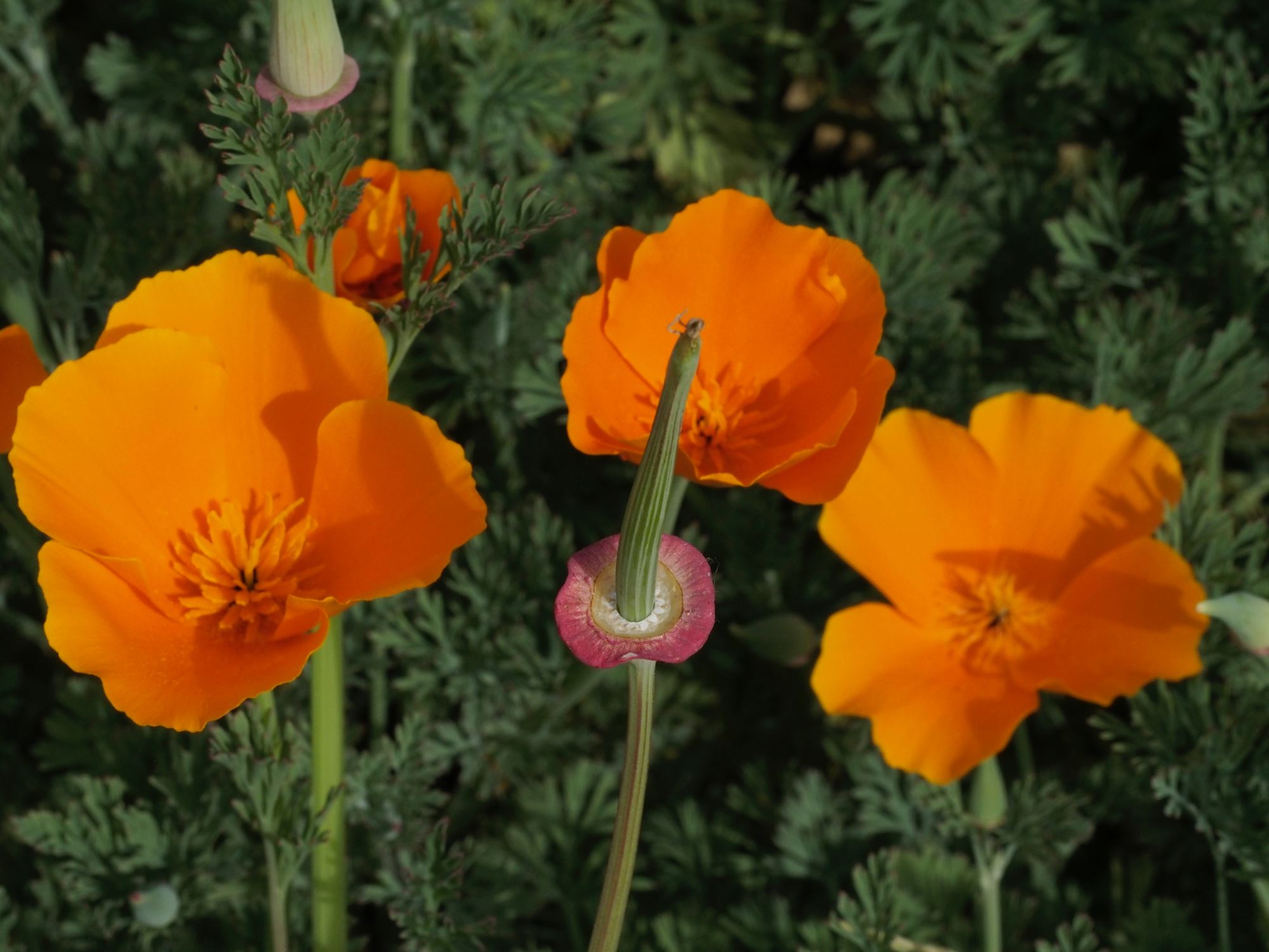 Image of Eschscholzia californica