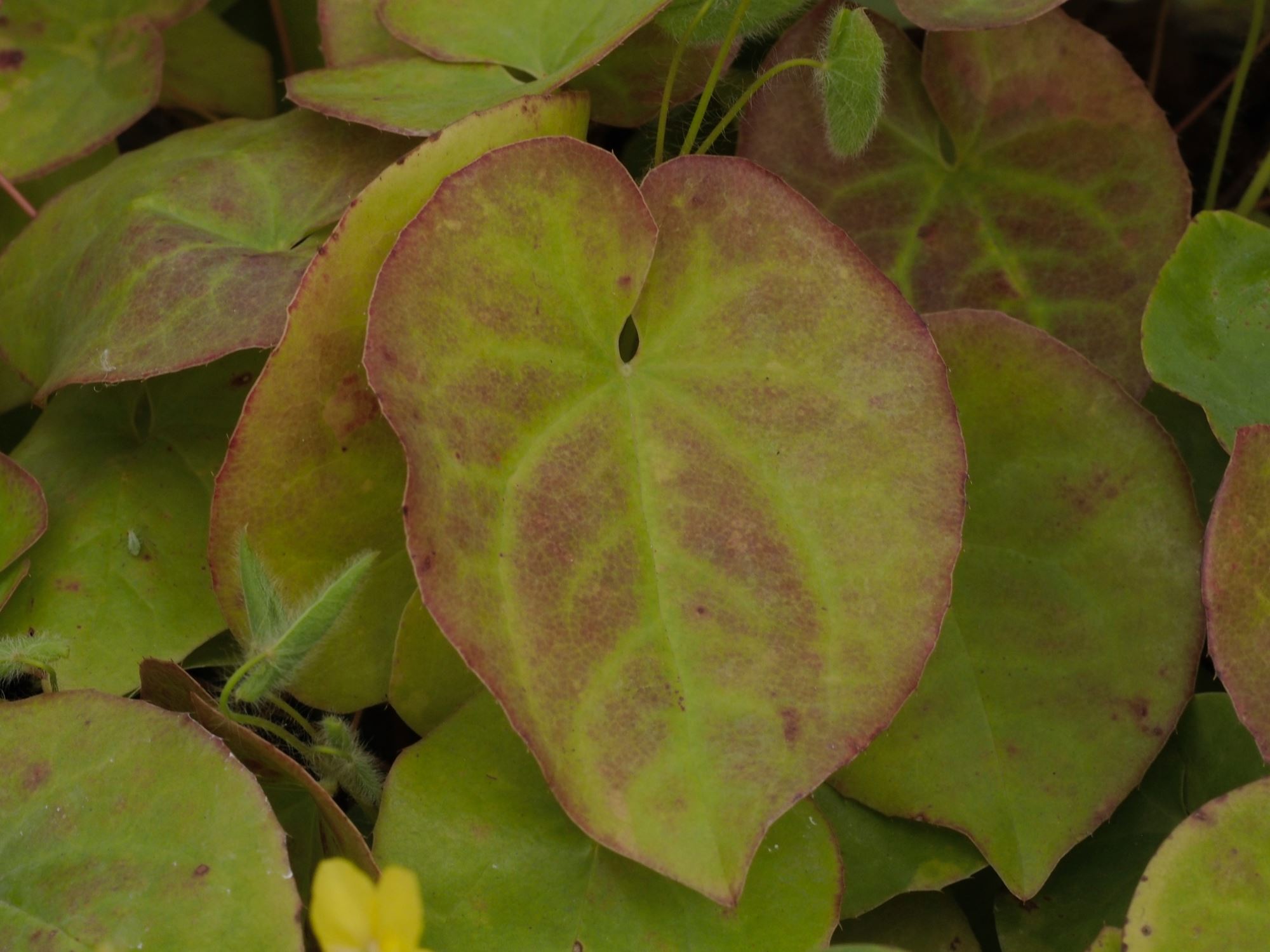 Image of Epimedium pinnatum subsp. colchicum