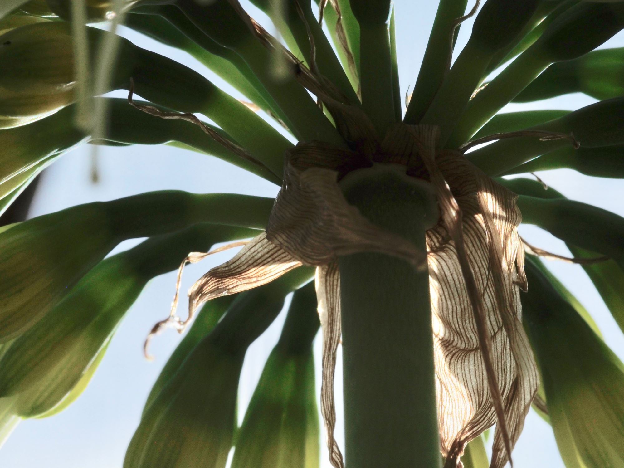 Image of Eucrosia mirabilis