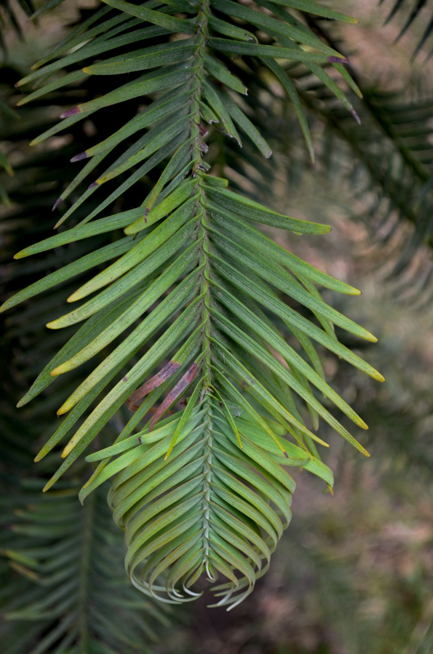 Image of Wollemia nobilis