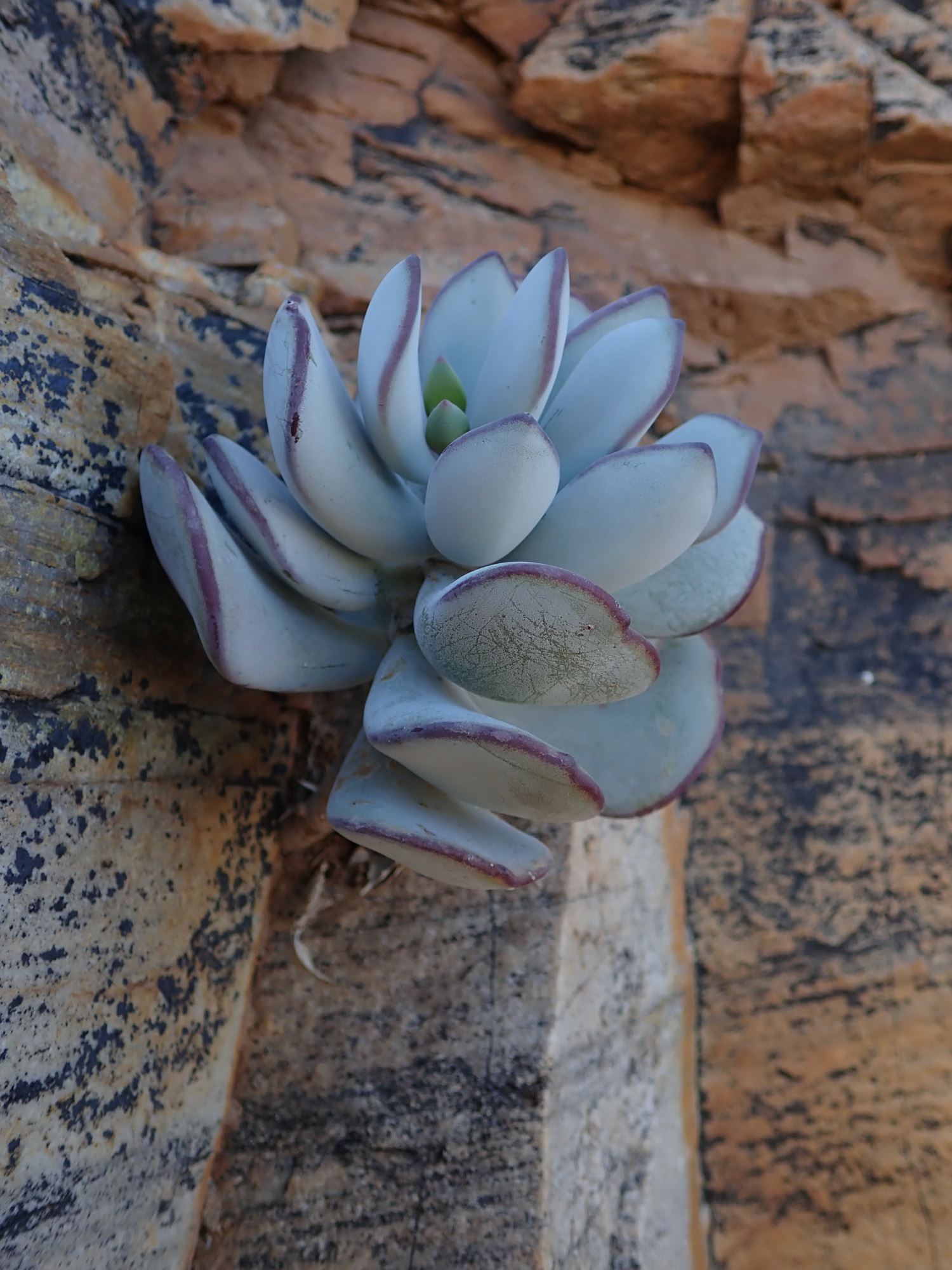 Image of Cotyledon orbiculata