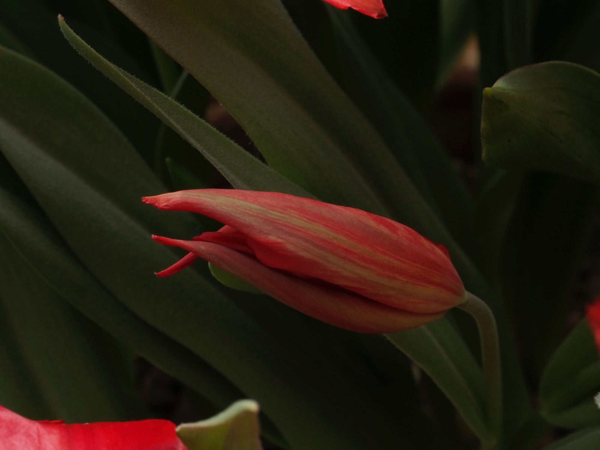 Image of Tulipa praestans 'Regel's Variety'
