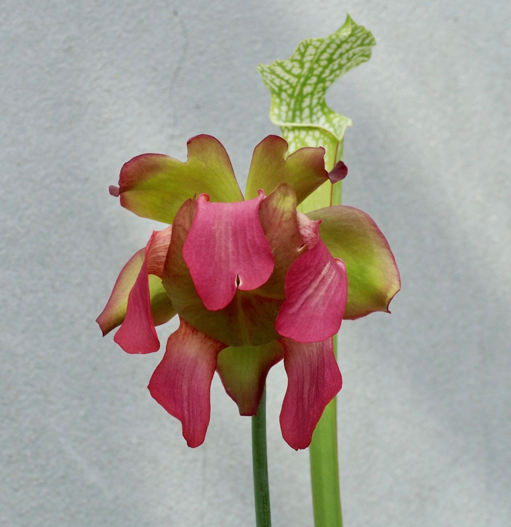 Image of Sarracenia leucophylla