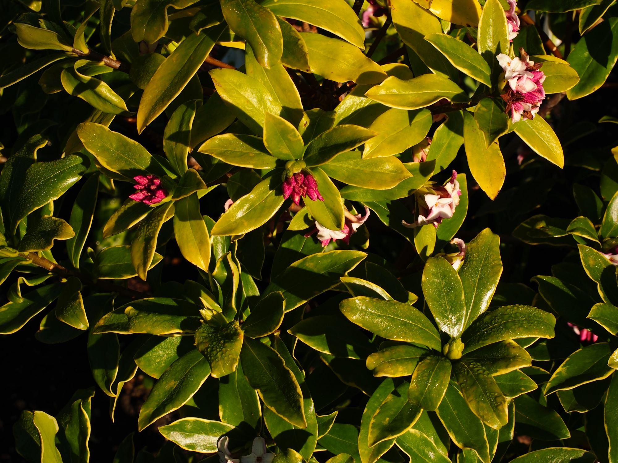 Image of Daphne odora 'Aureo-marginata'