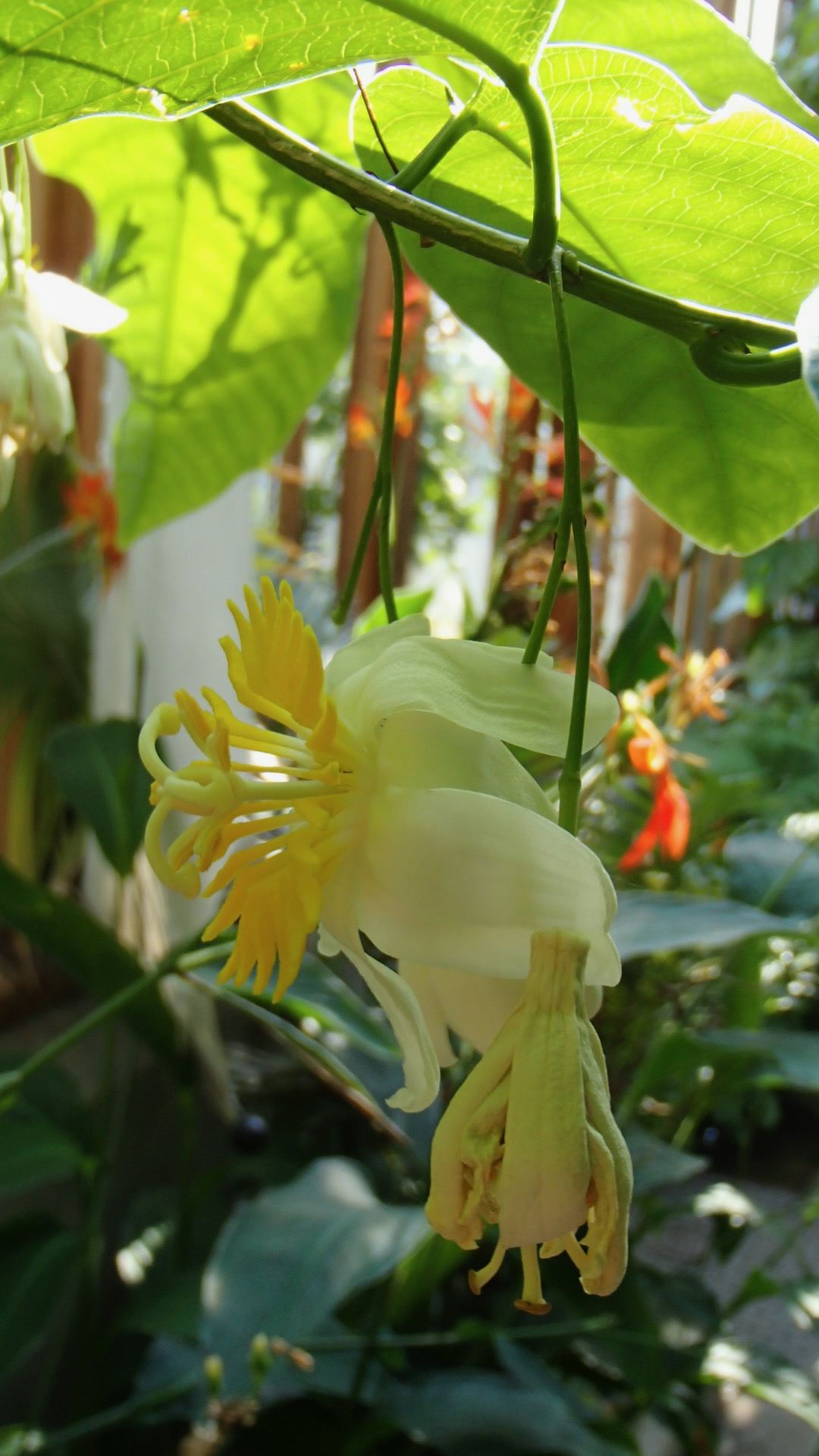 Image of Passiflora emarginata