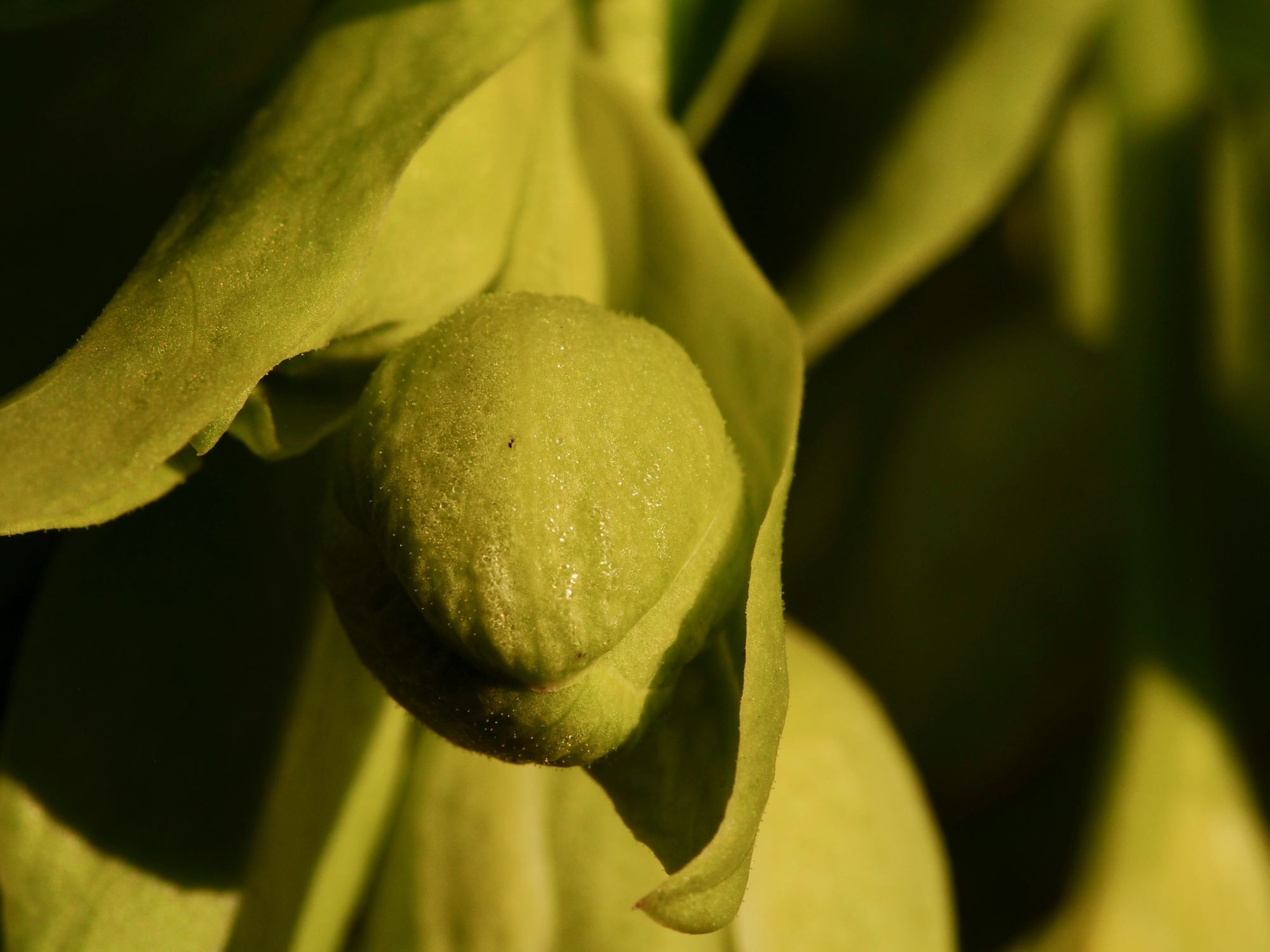 Image of Helleborus foetidus