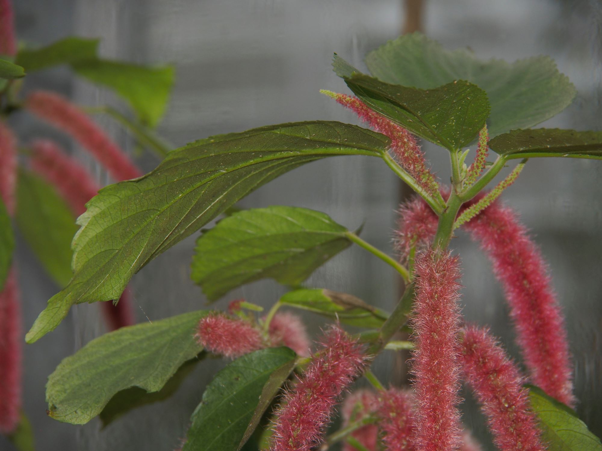 Image of Acalypha hispida