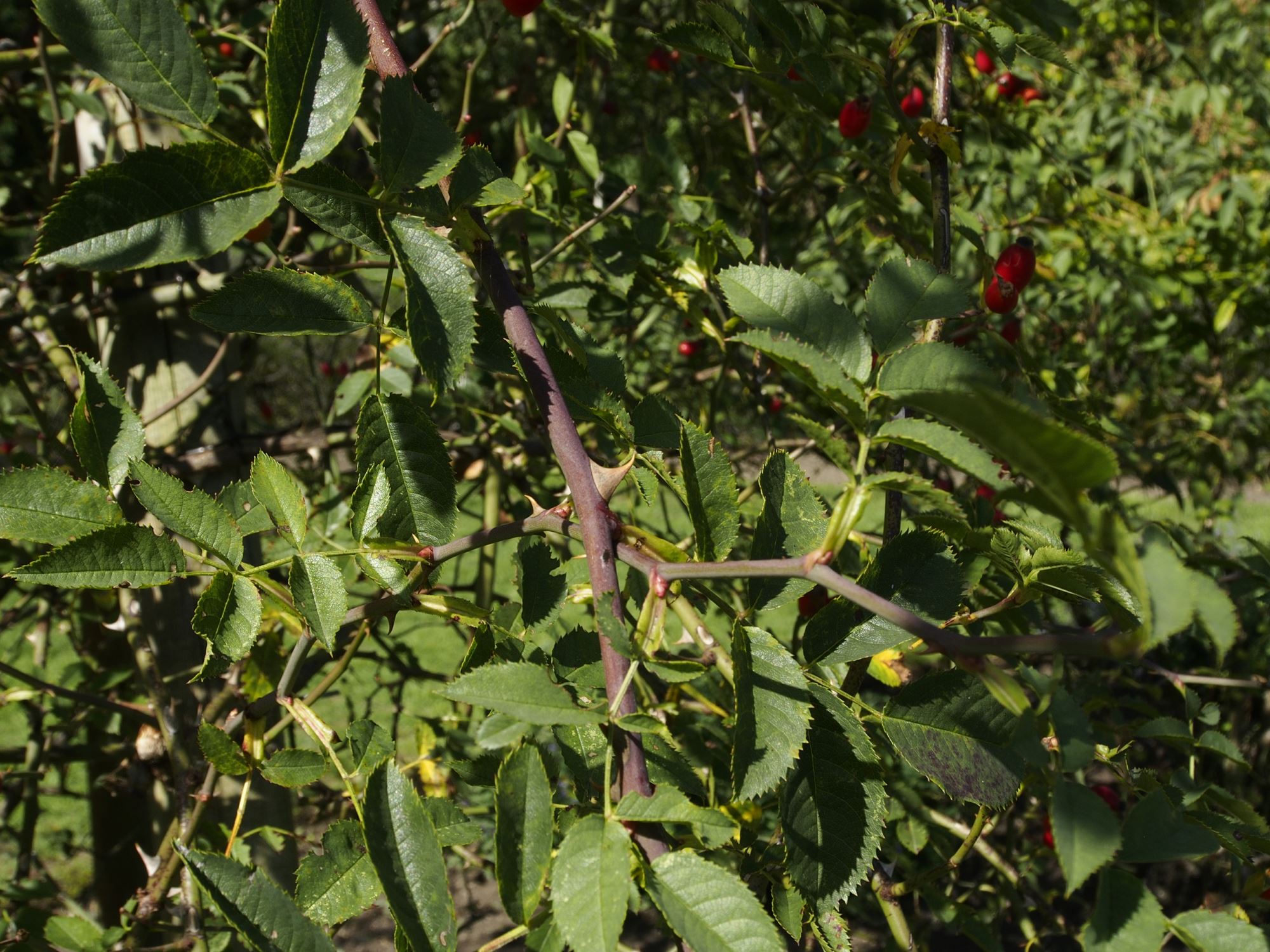 Image of Rosa canina