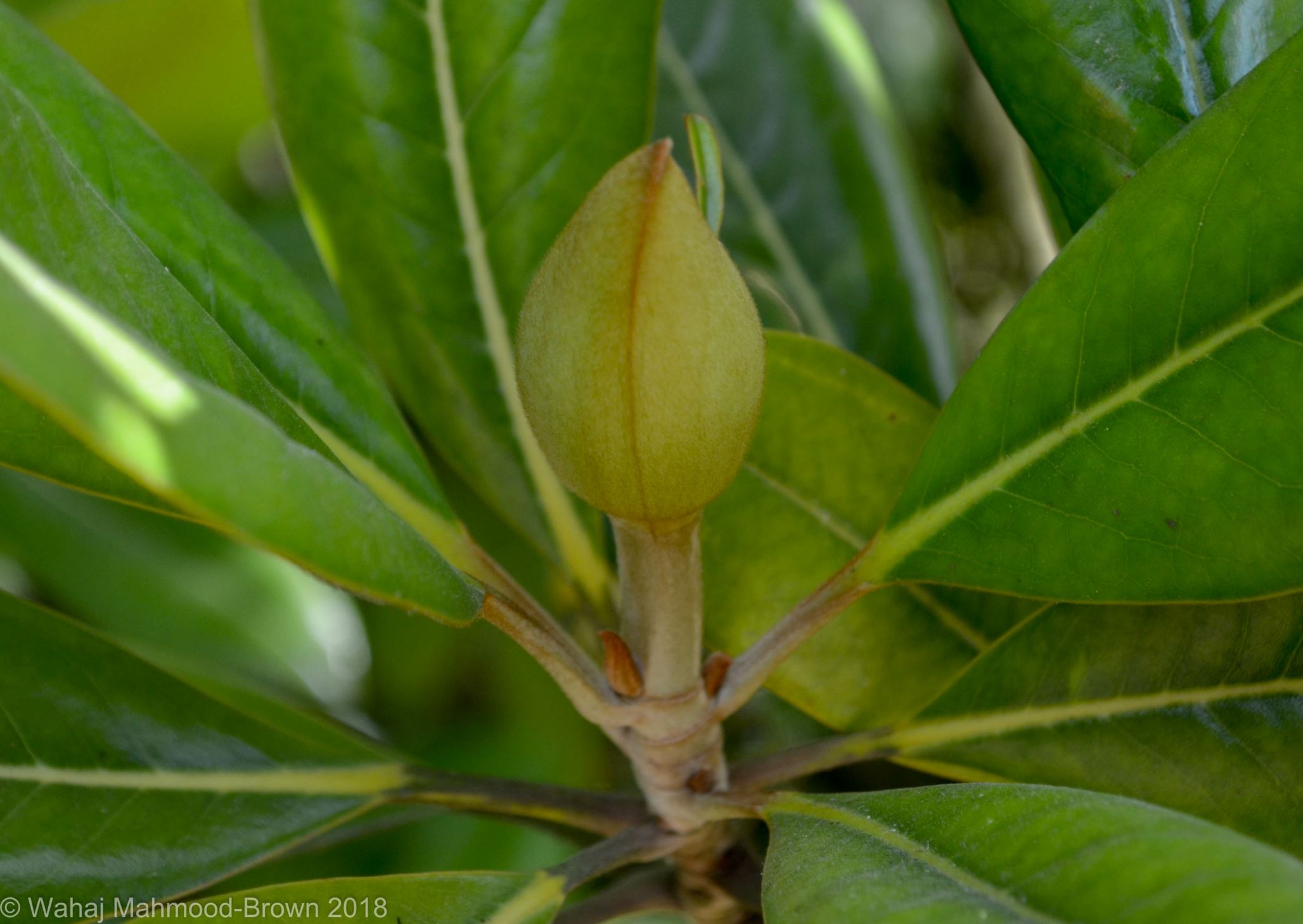 Image of Magnolia grandiflora