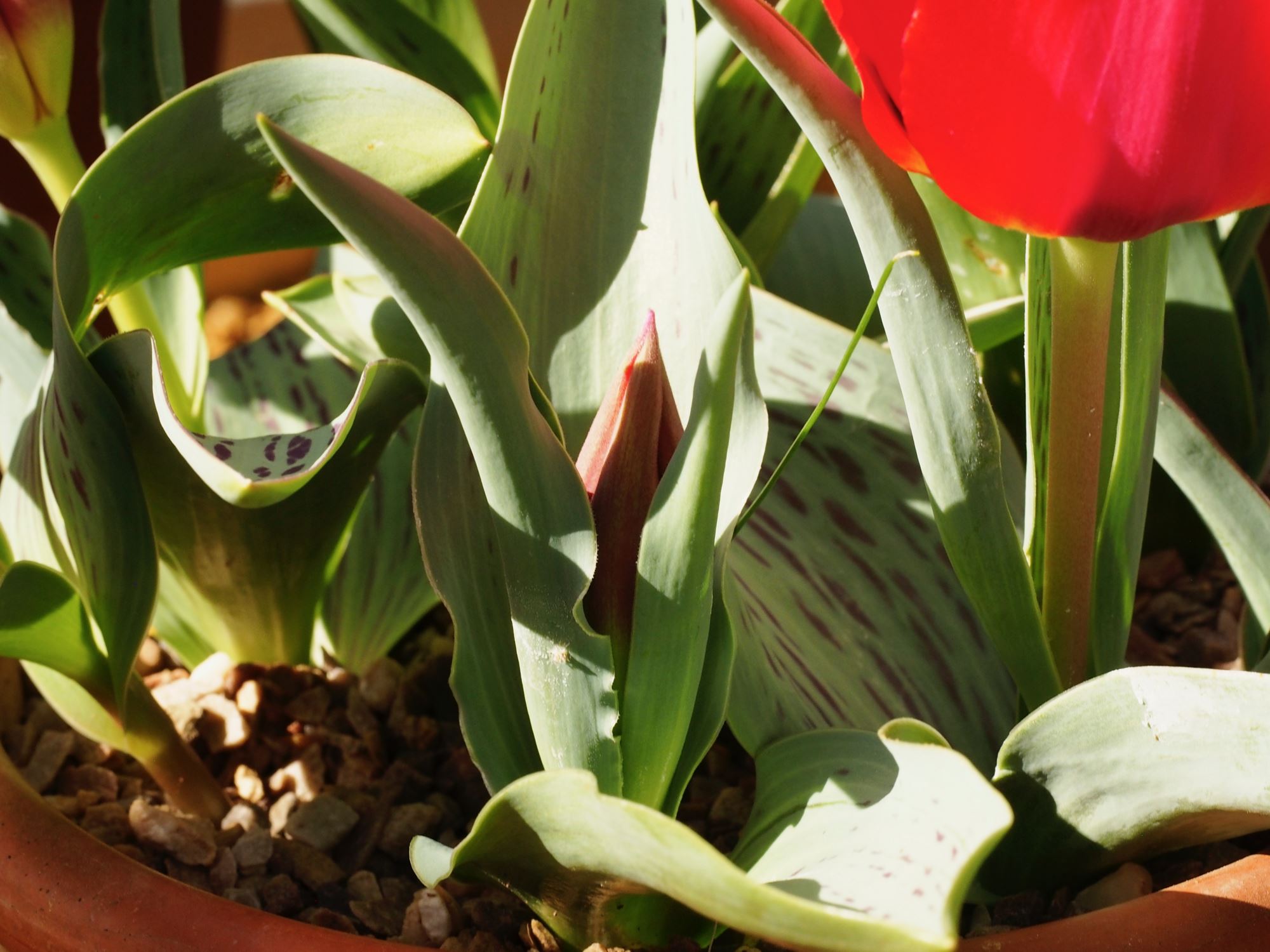 Image of Tulipa greigii