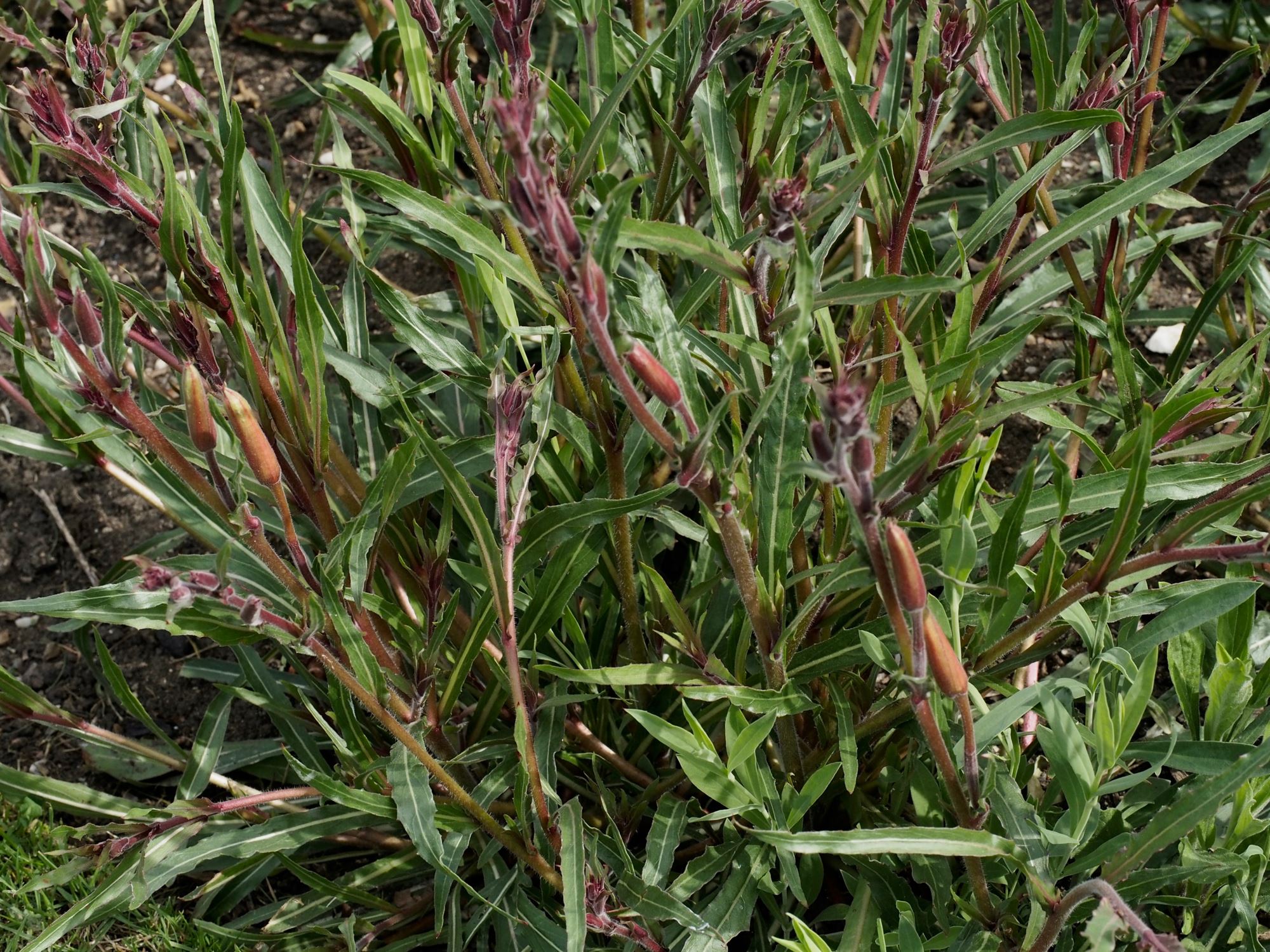Image of Oenothera 'Apricot Delight'