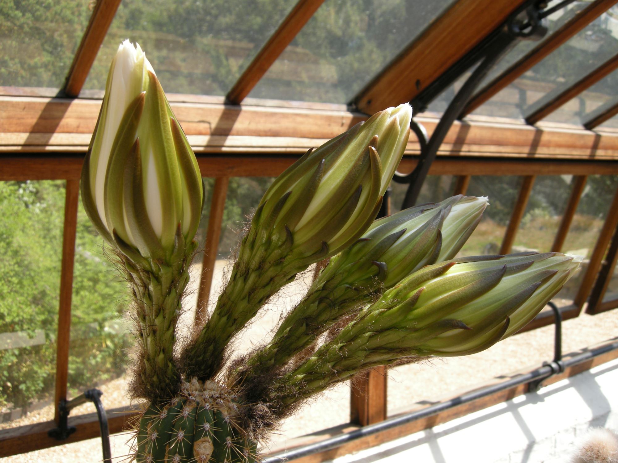 Image of Echinopsis spachiana