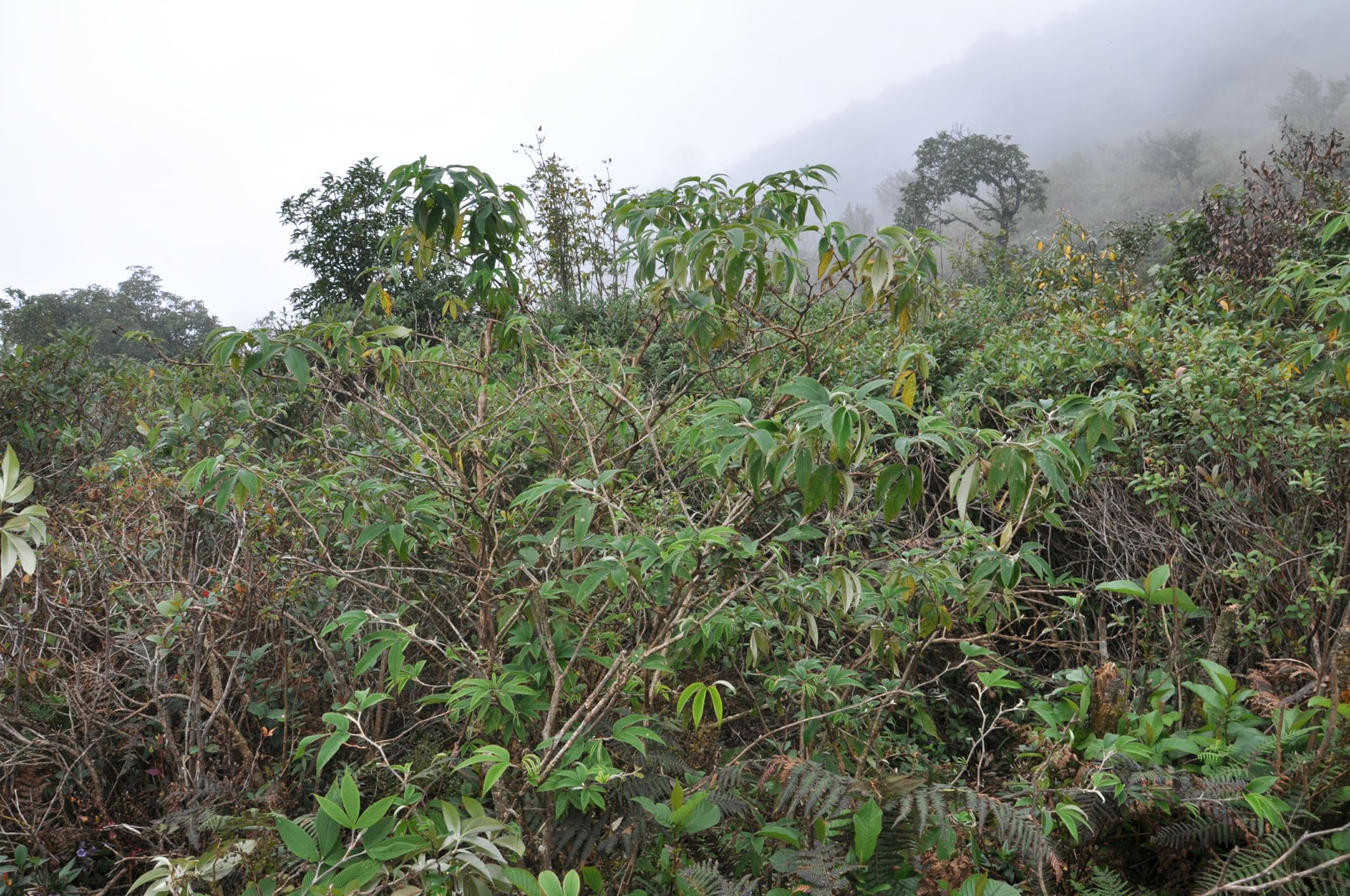 Image of Rubus lineatus