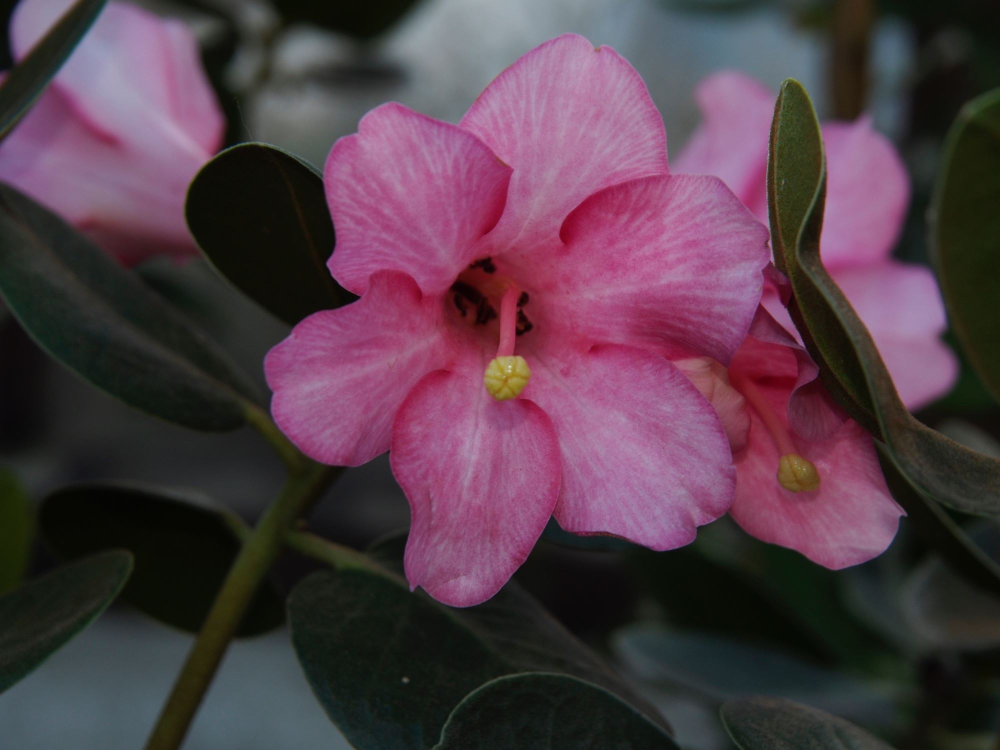 Image of Rhododendron hyacinthosmum