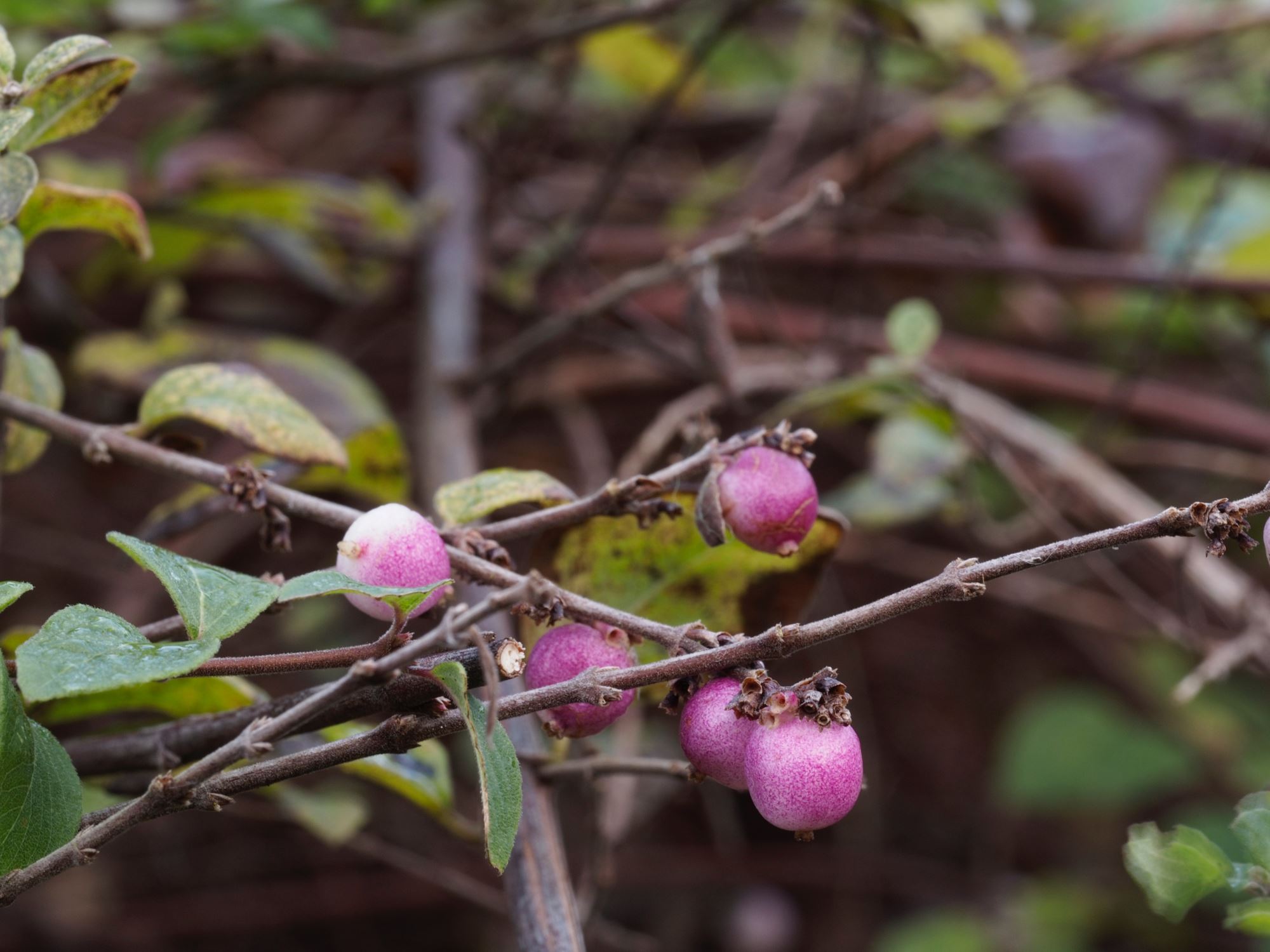 Image of Symphoricarpos Ã— chenaultii 'Hancock'