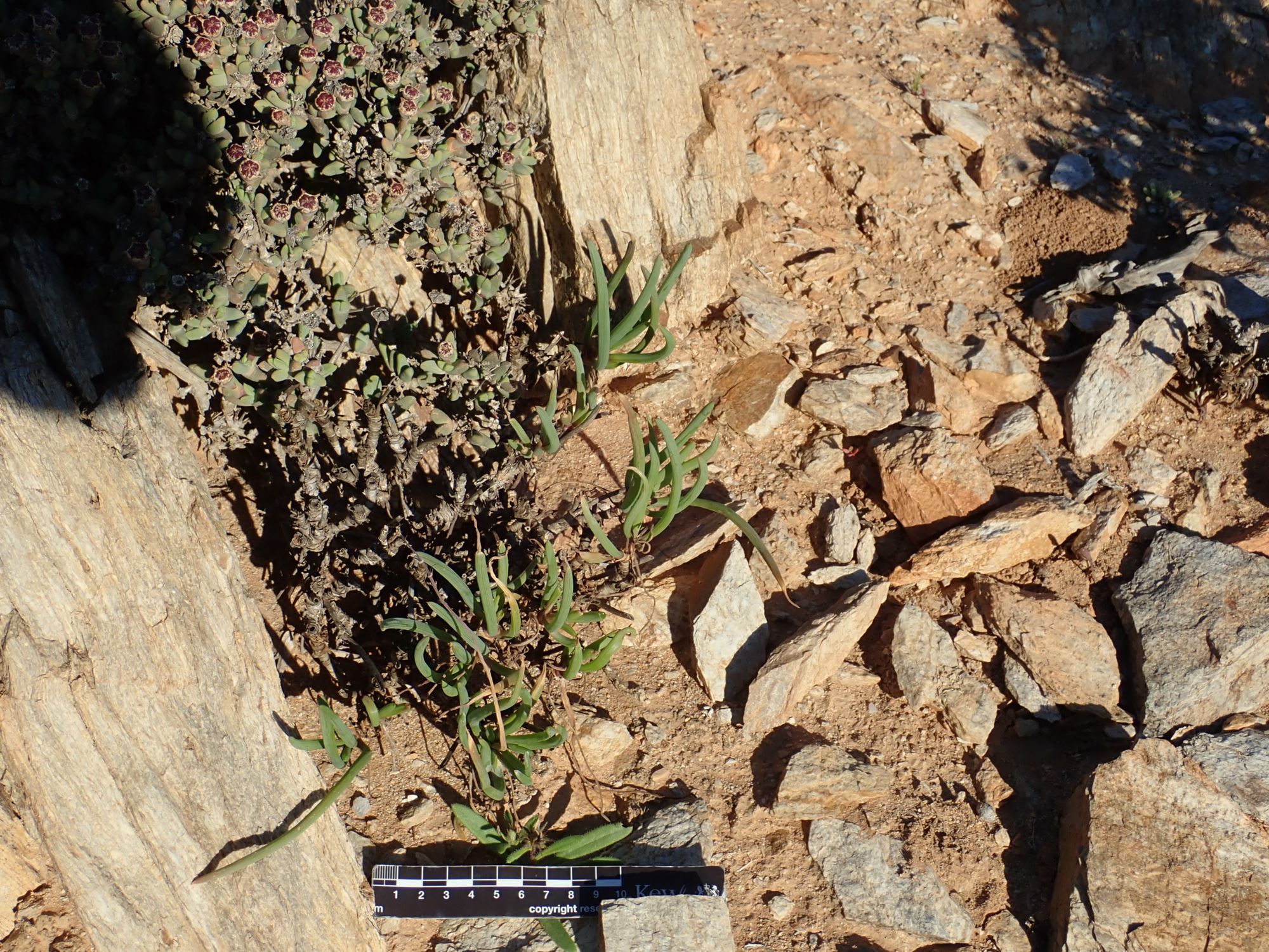 Image of Bulbine abyssinica