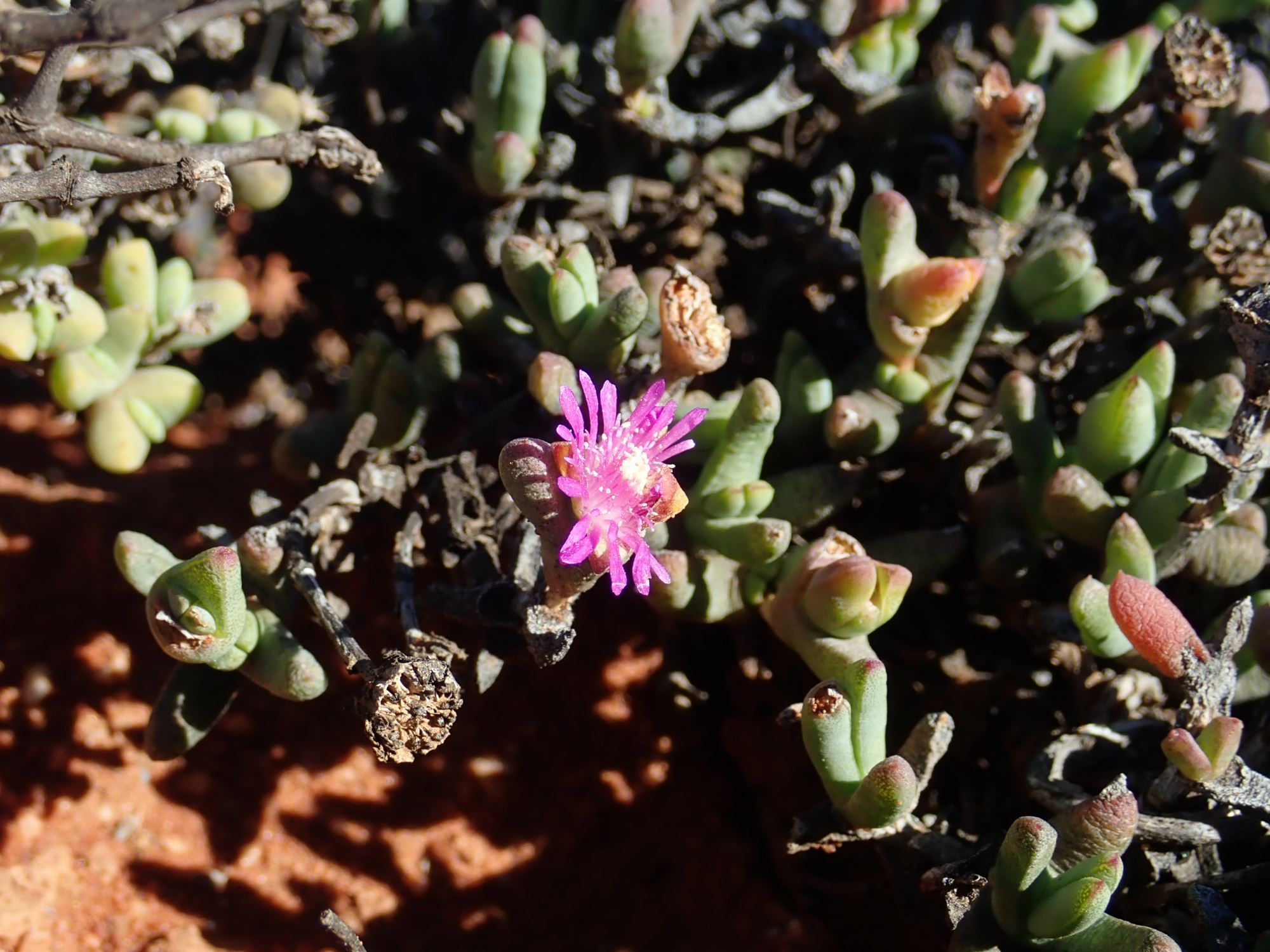 Image of Leipoldtia sp.
