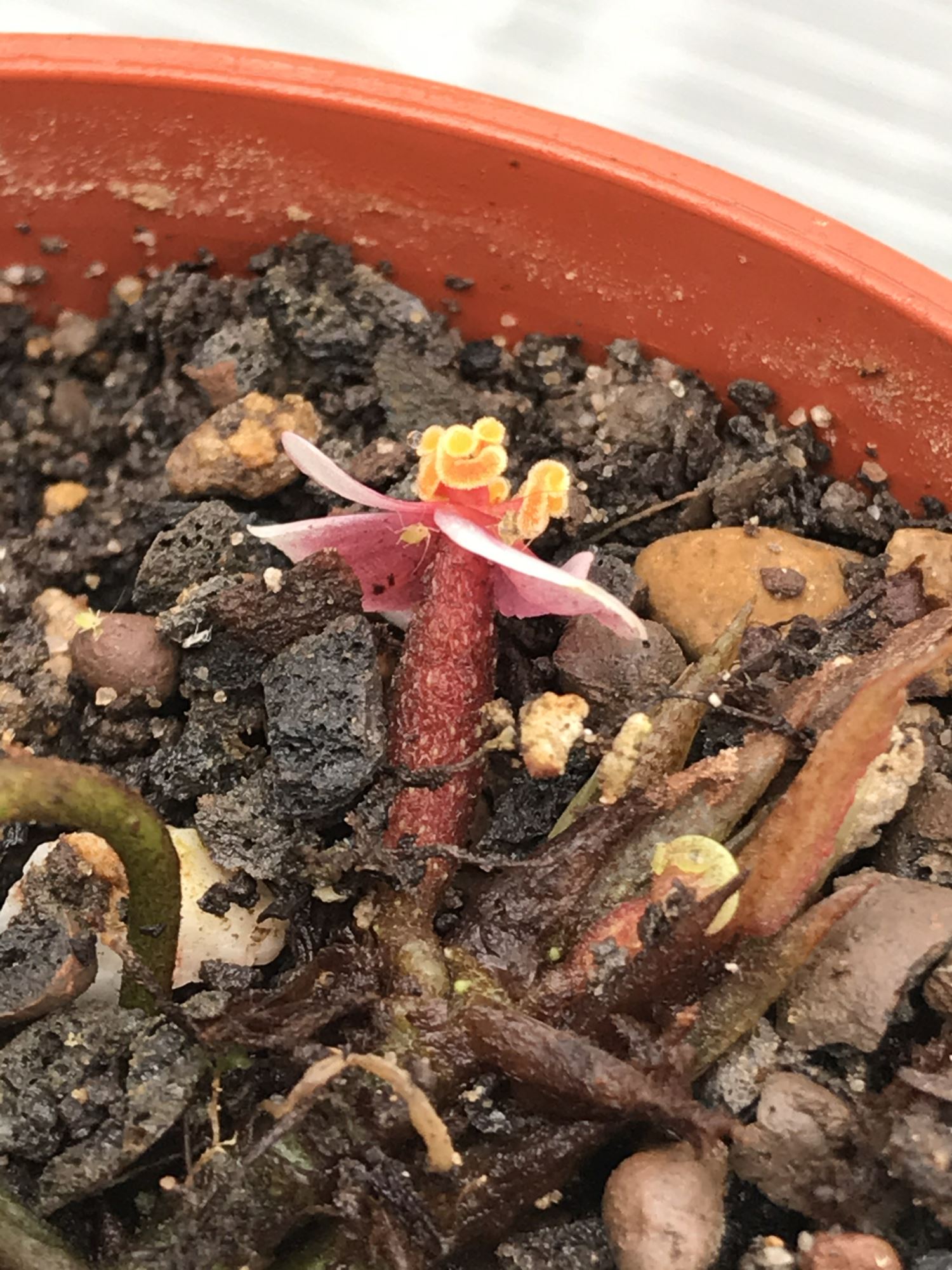 Image of Begonia longipetiolata