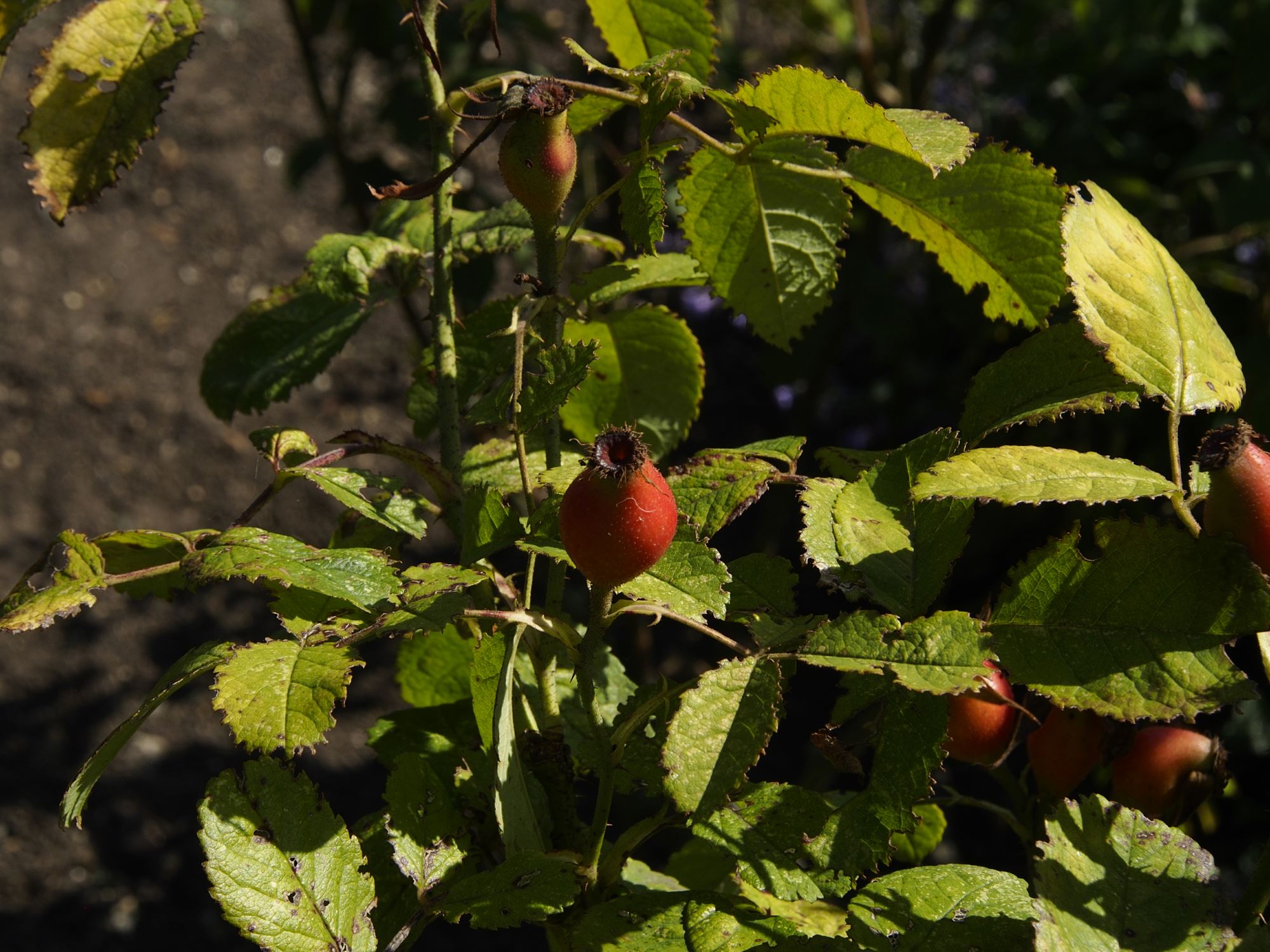 Image of Rosa 'Duchess of Portland'