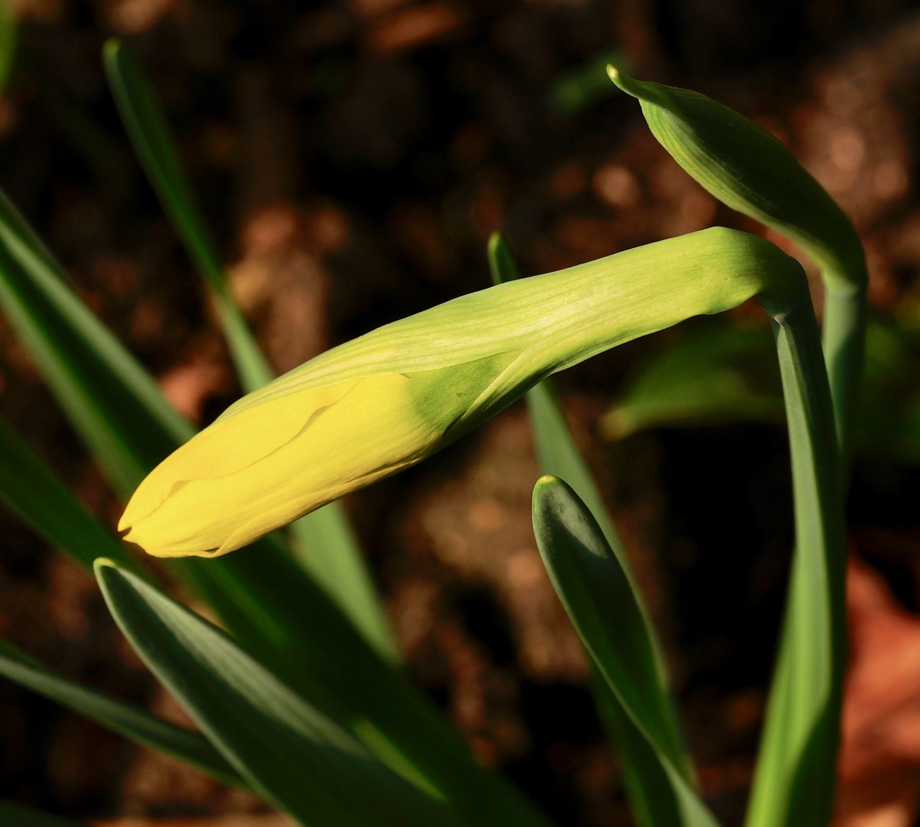 Image of Narcissus 'February Gold'