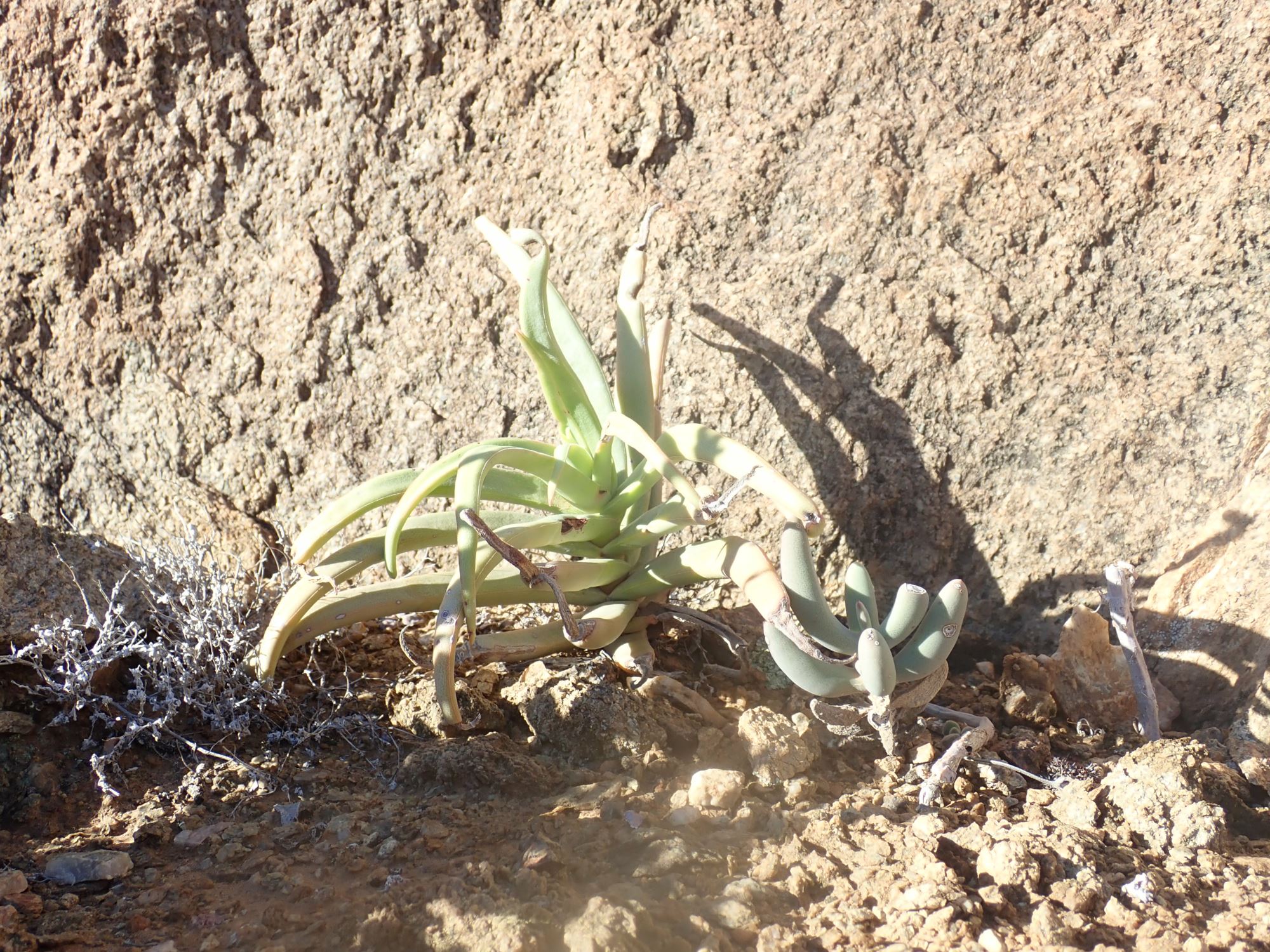 Image of Crassula fusca
