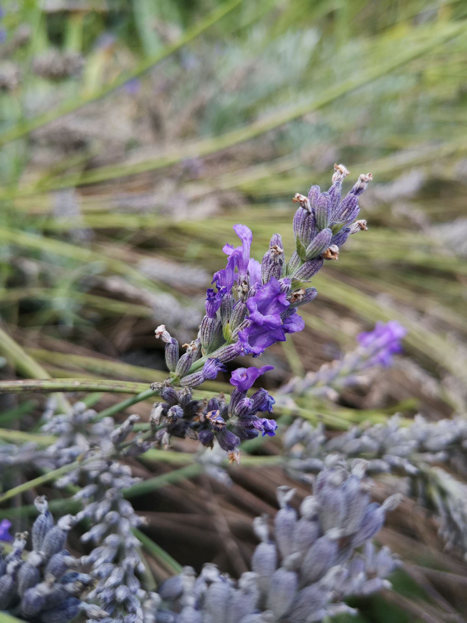 Image of Lavandula angustifolia subsp. angustifolia 'Nana Alba'