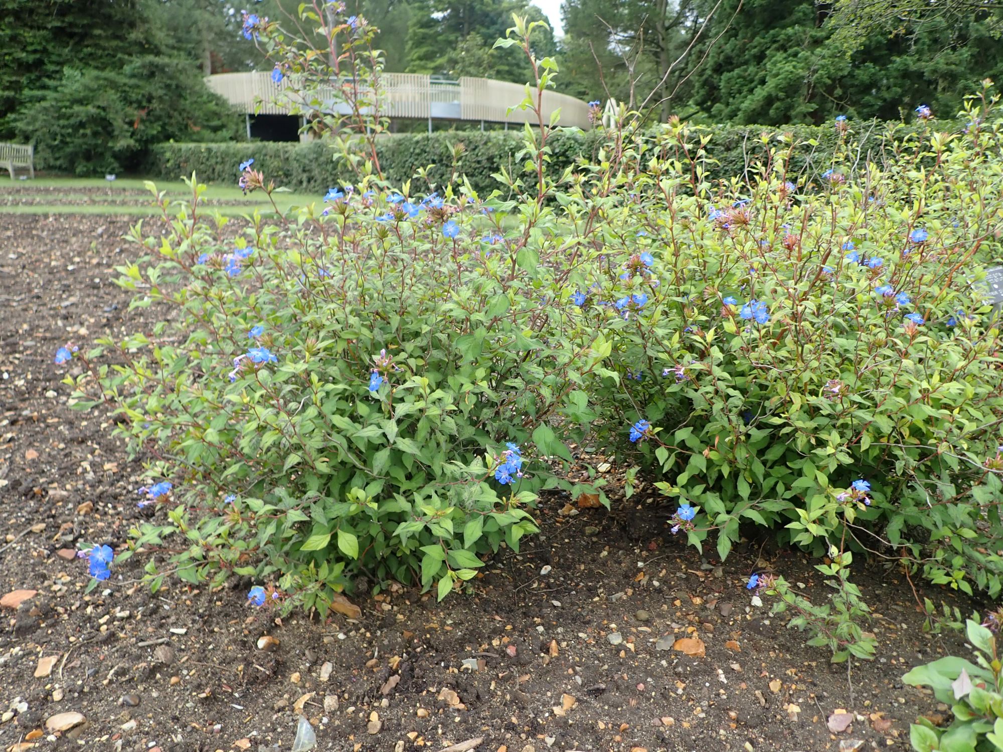 Image of Ceratostigma willmottianum