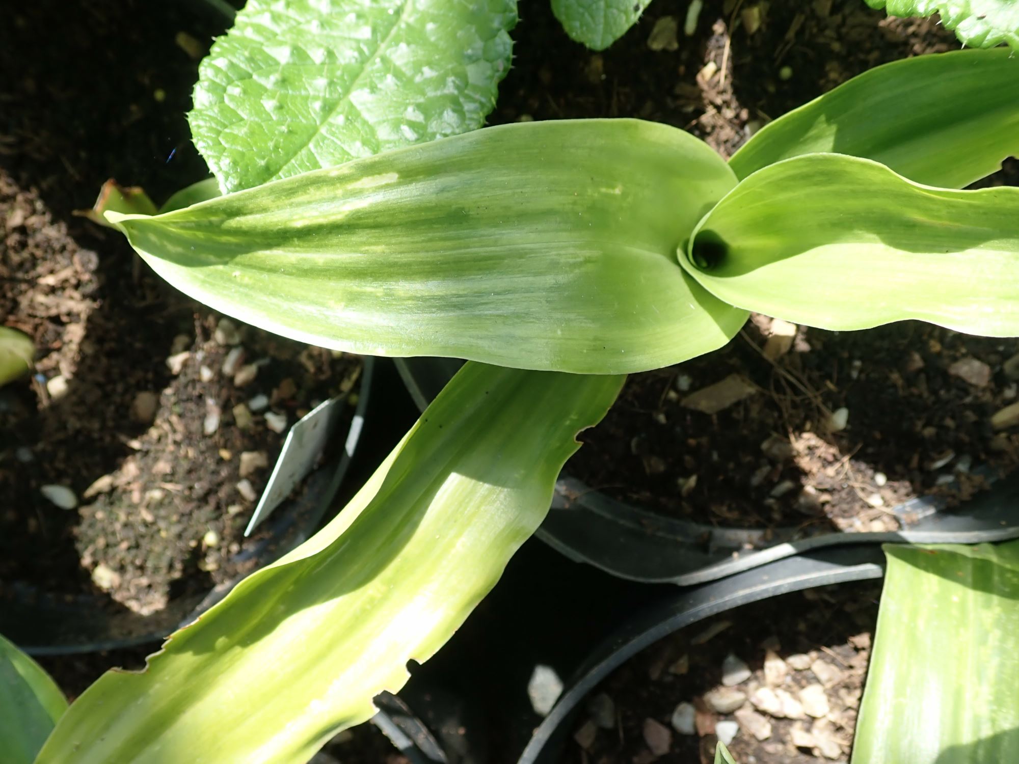Image of Rohdea japonica