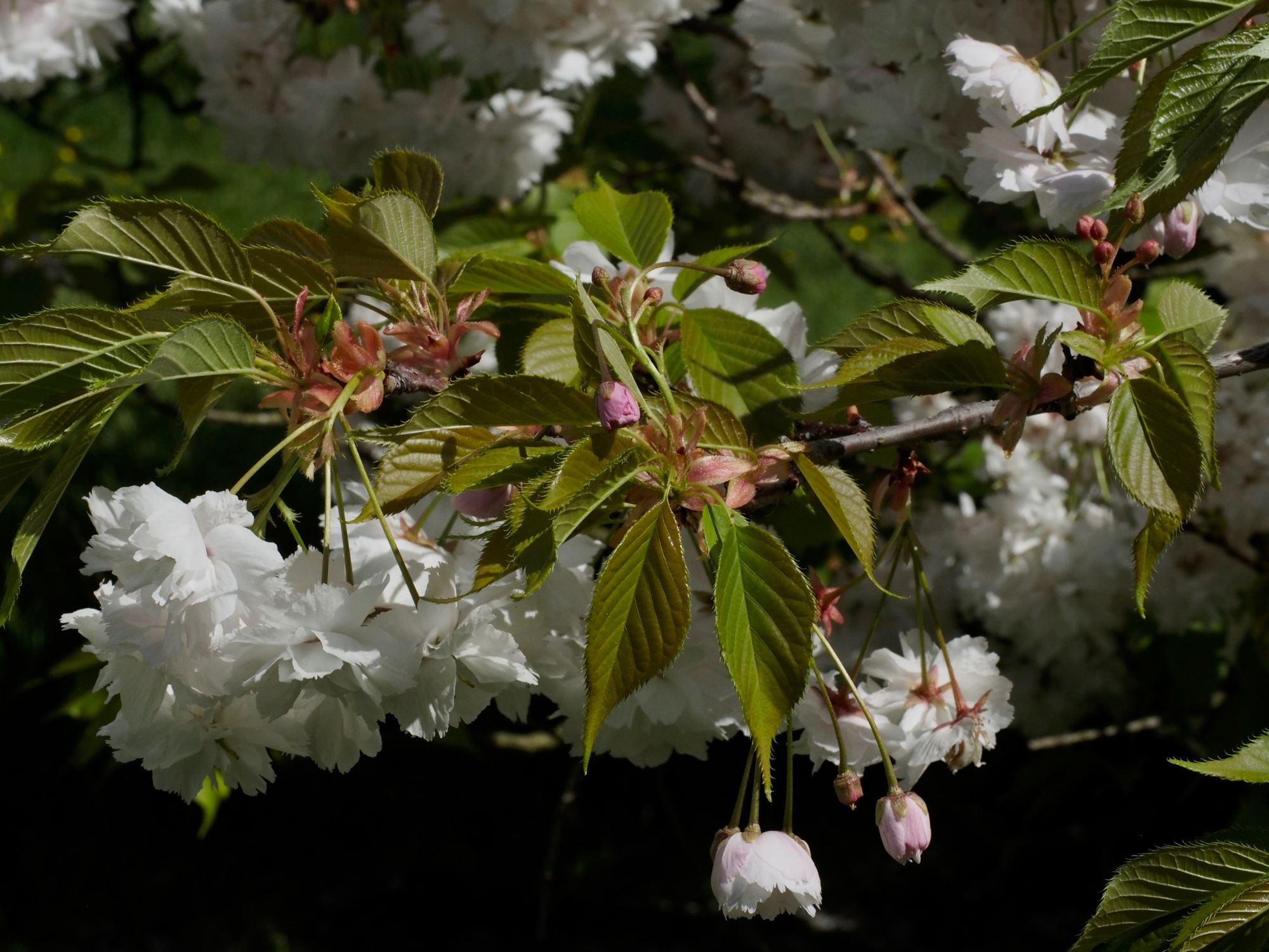 Image of Prunus 'Shogetsu'