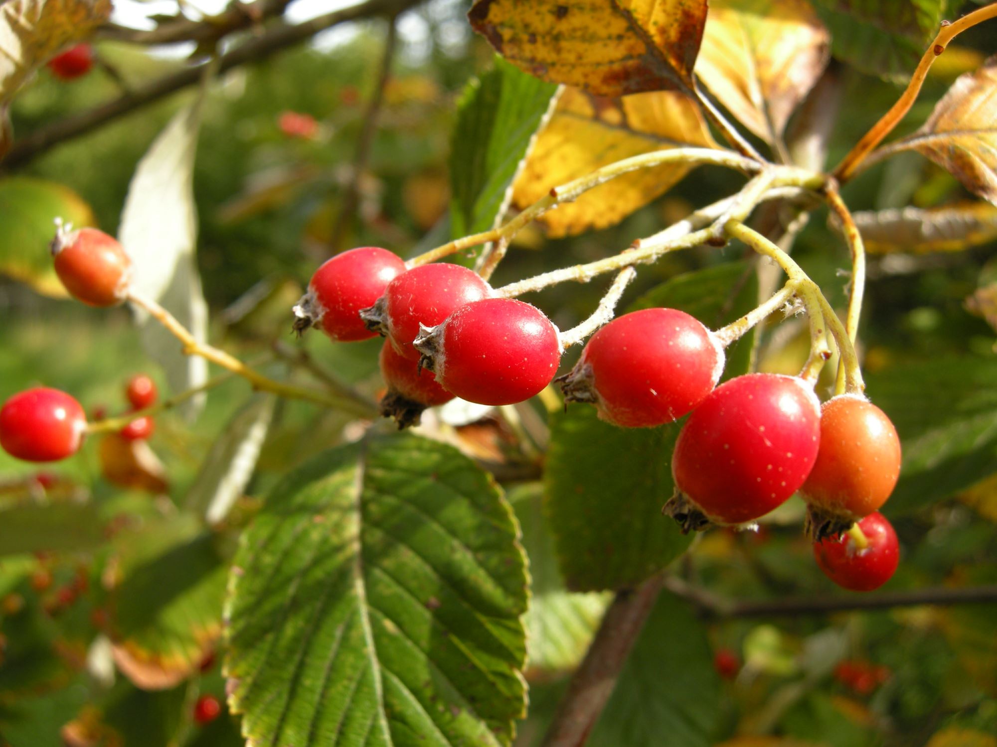 Image of Sorbus porrigentiformis