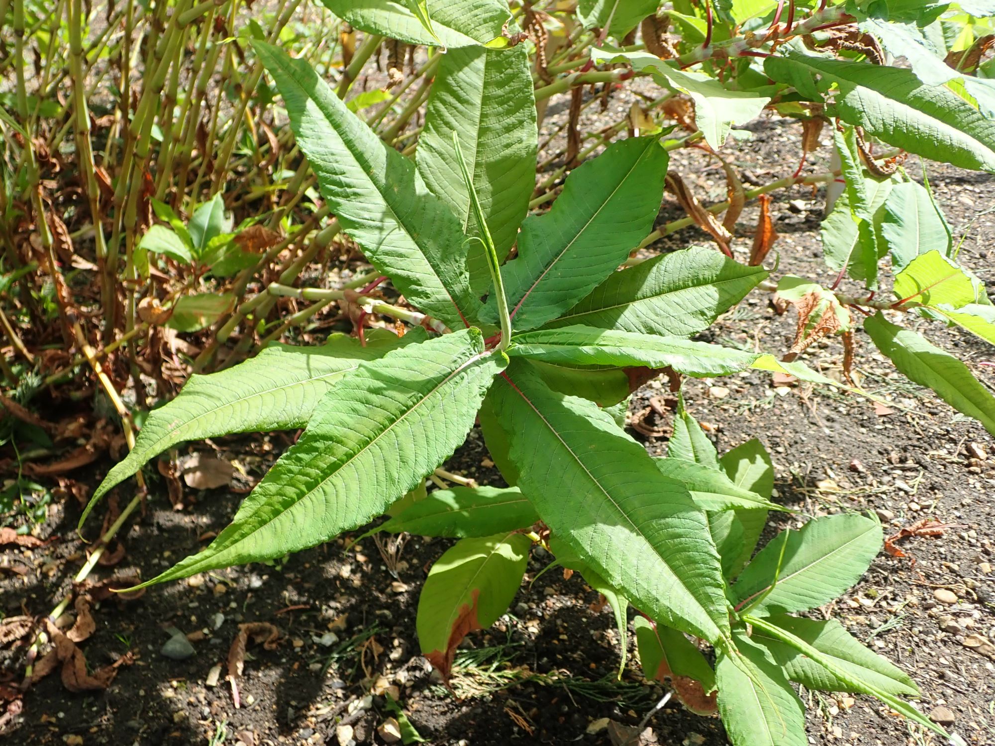 Image of Persicaria polystachya