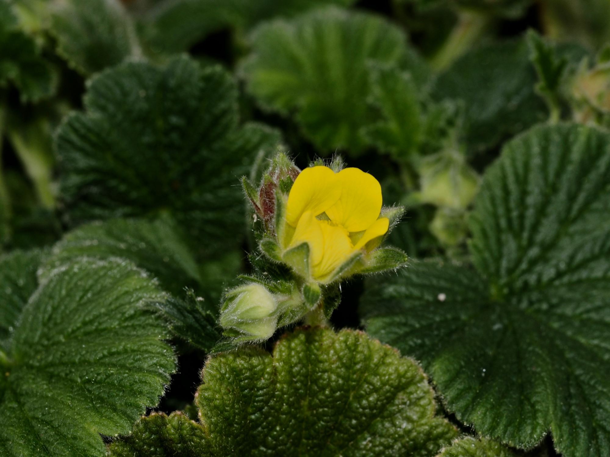 Image of Geum capense