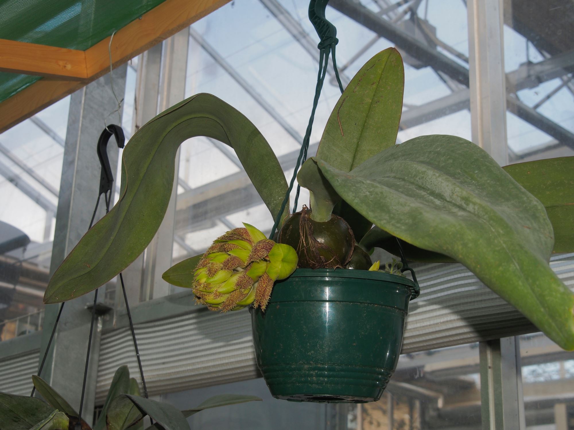 Image of Bulbophyllum phalaenopsis