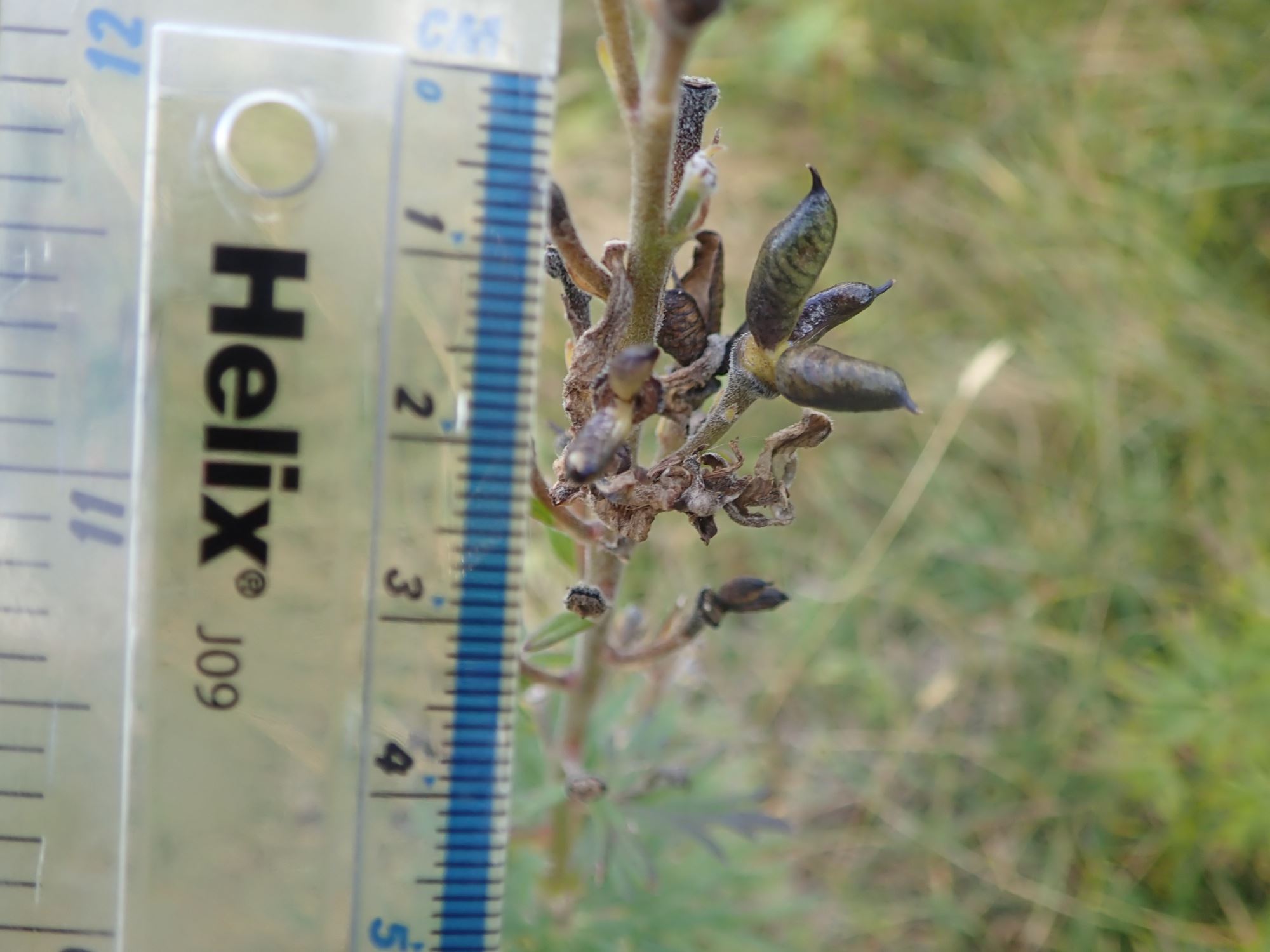 Image of Aconitum napellus