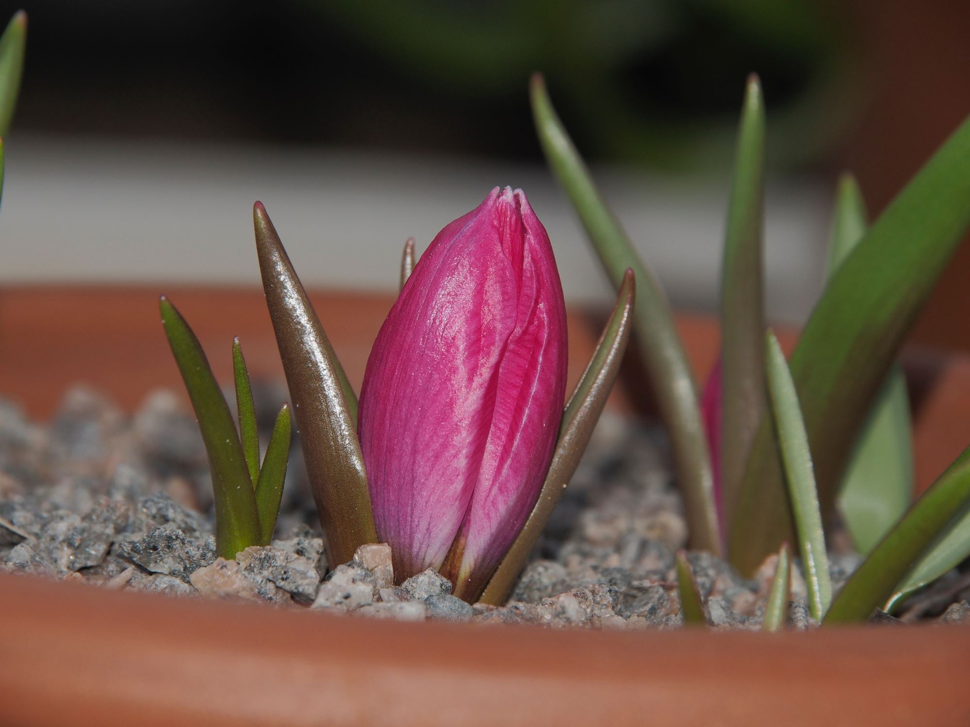 Image of Tulipa humilis Violacea Group