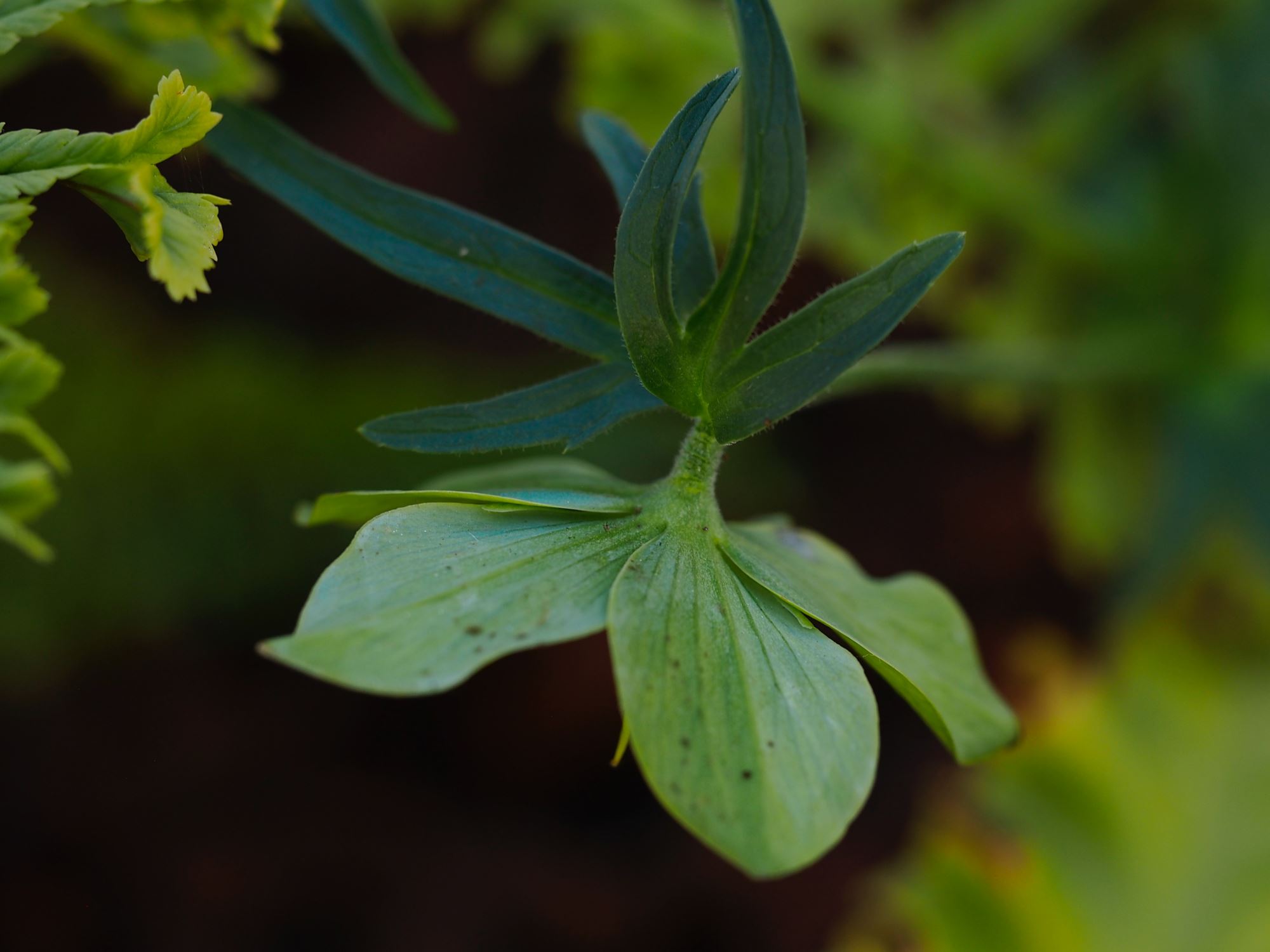 Image of Helleborus multifidus subsp. hercegovinus
