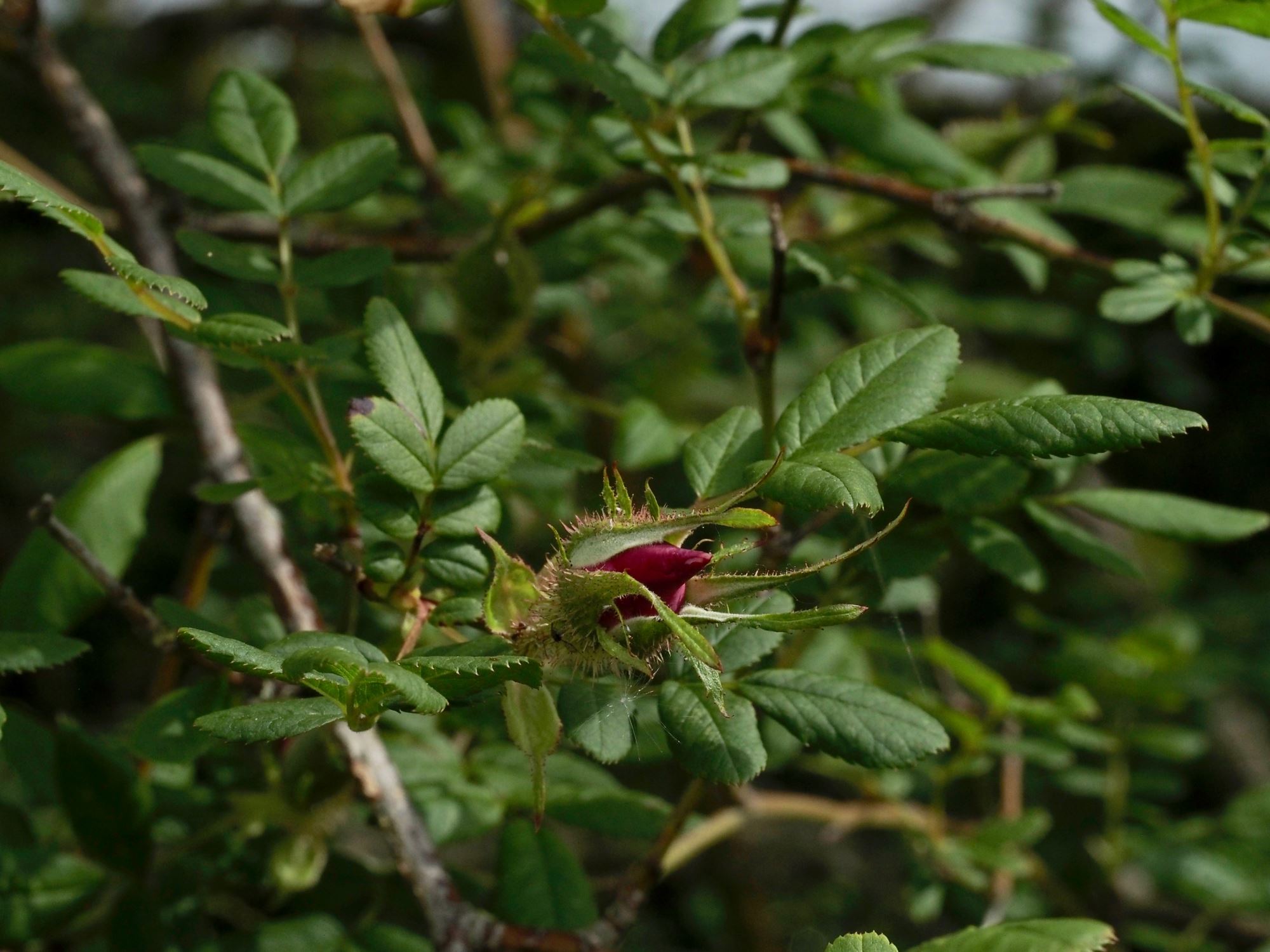 Image of Rosa Ã— coryana