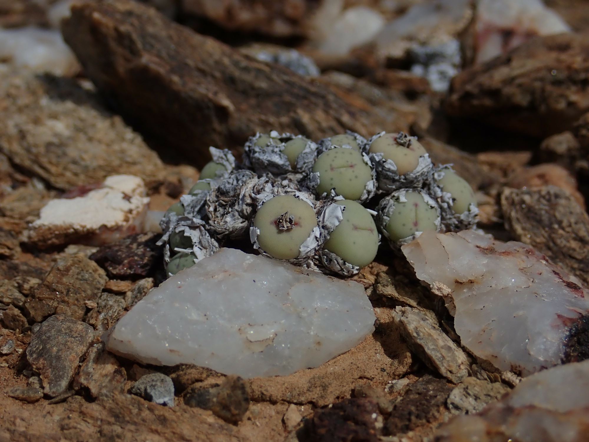 Image of Conophytum stevens-jonesianum